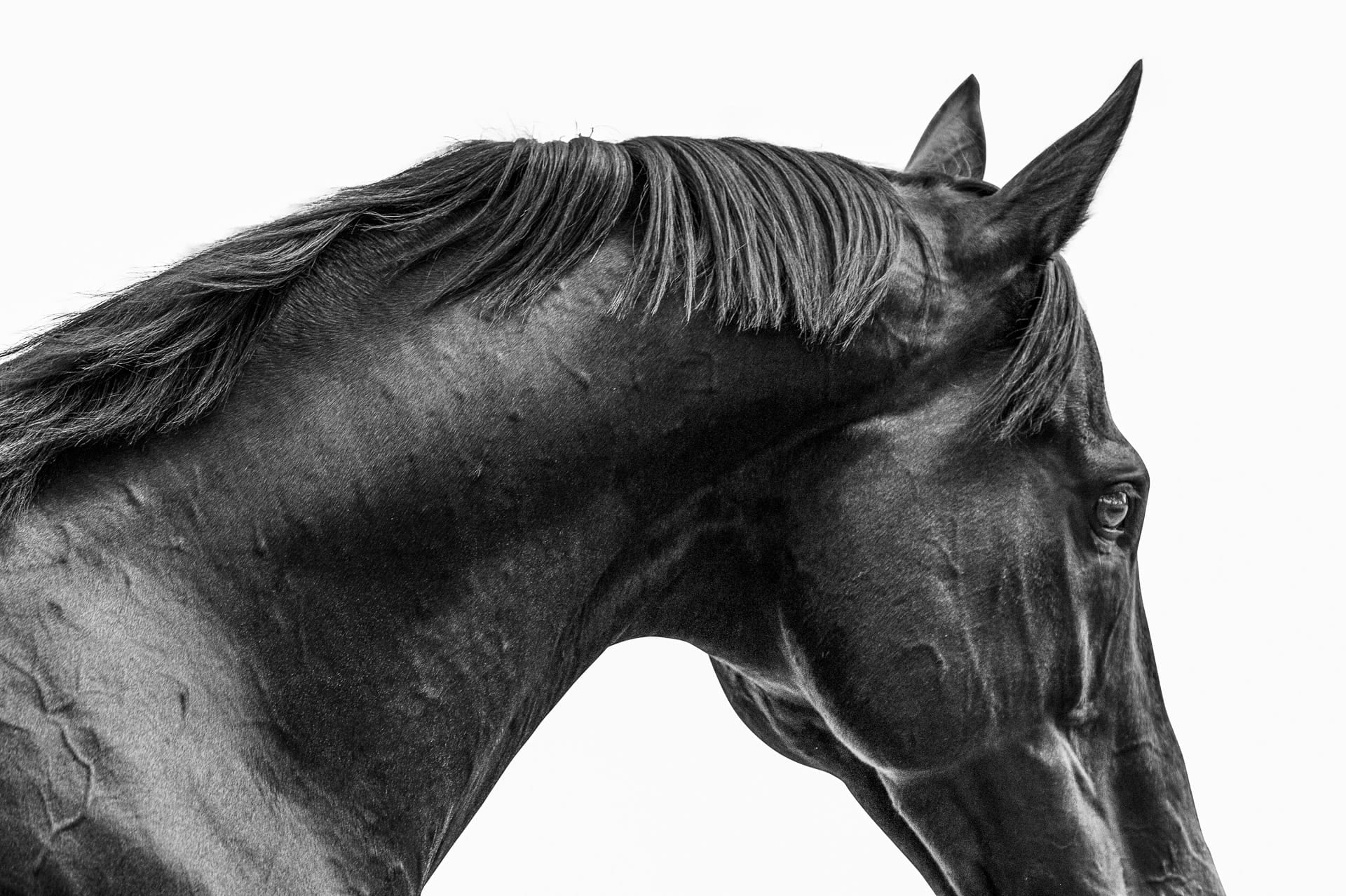 Stallions, Sacred Falls — equine photograph by Sharon Lee Chapman