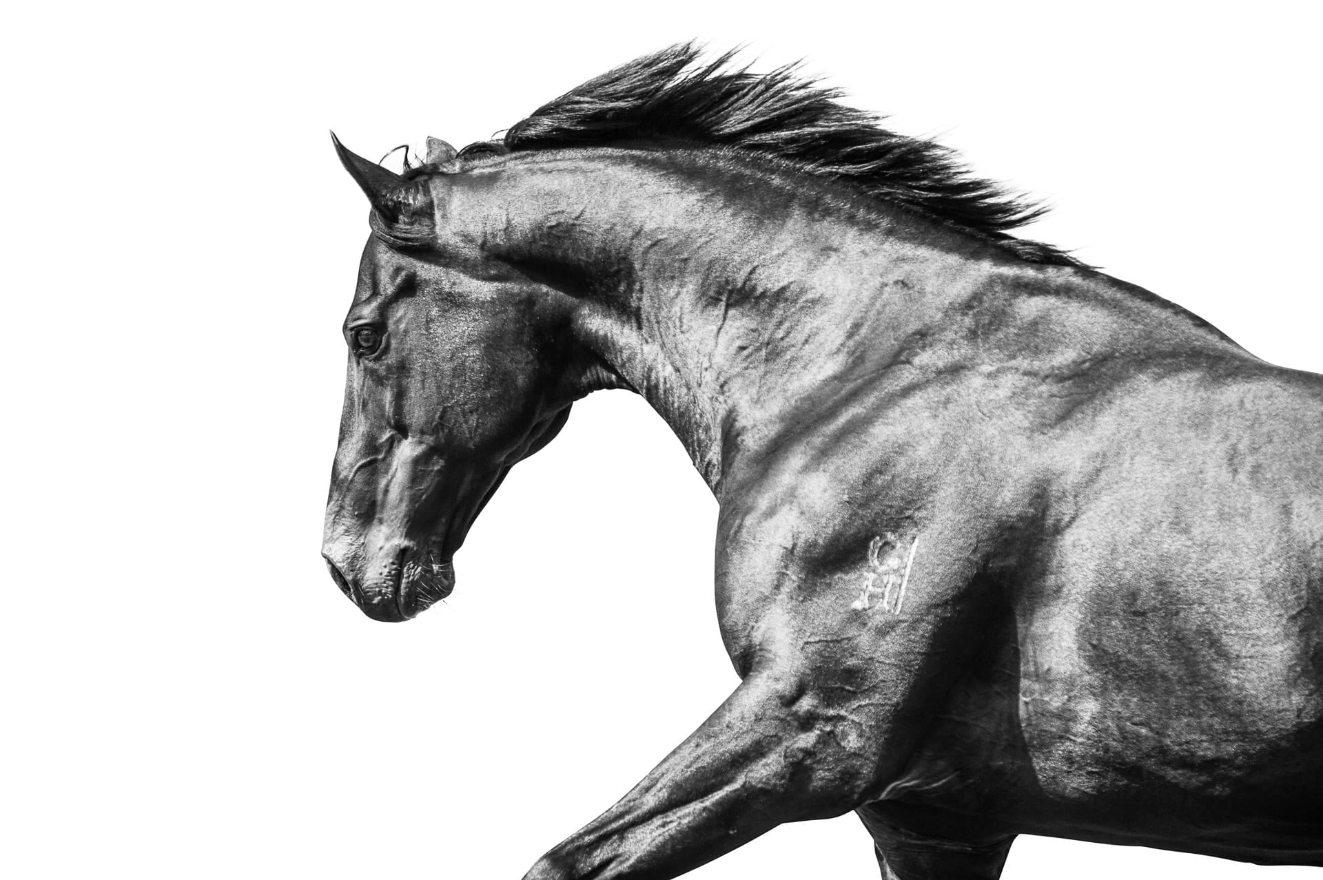 Stallions, Savabeel I — equine photograph by Sharon Lee Chapman