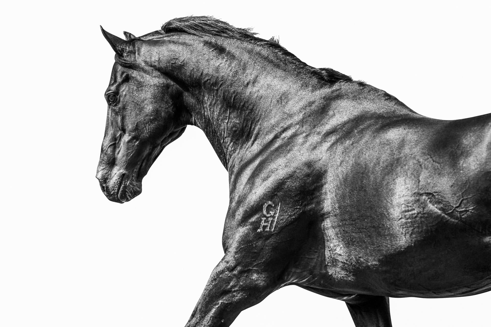 Stallions, Savabeel II — equine photograph by Sharon Lee Chapman