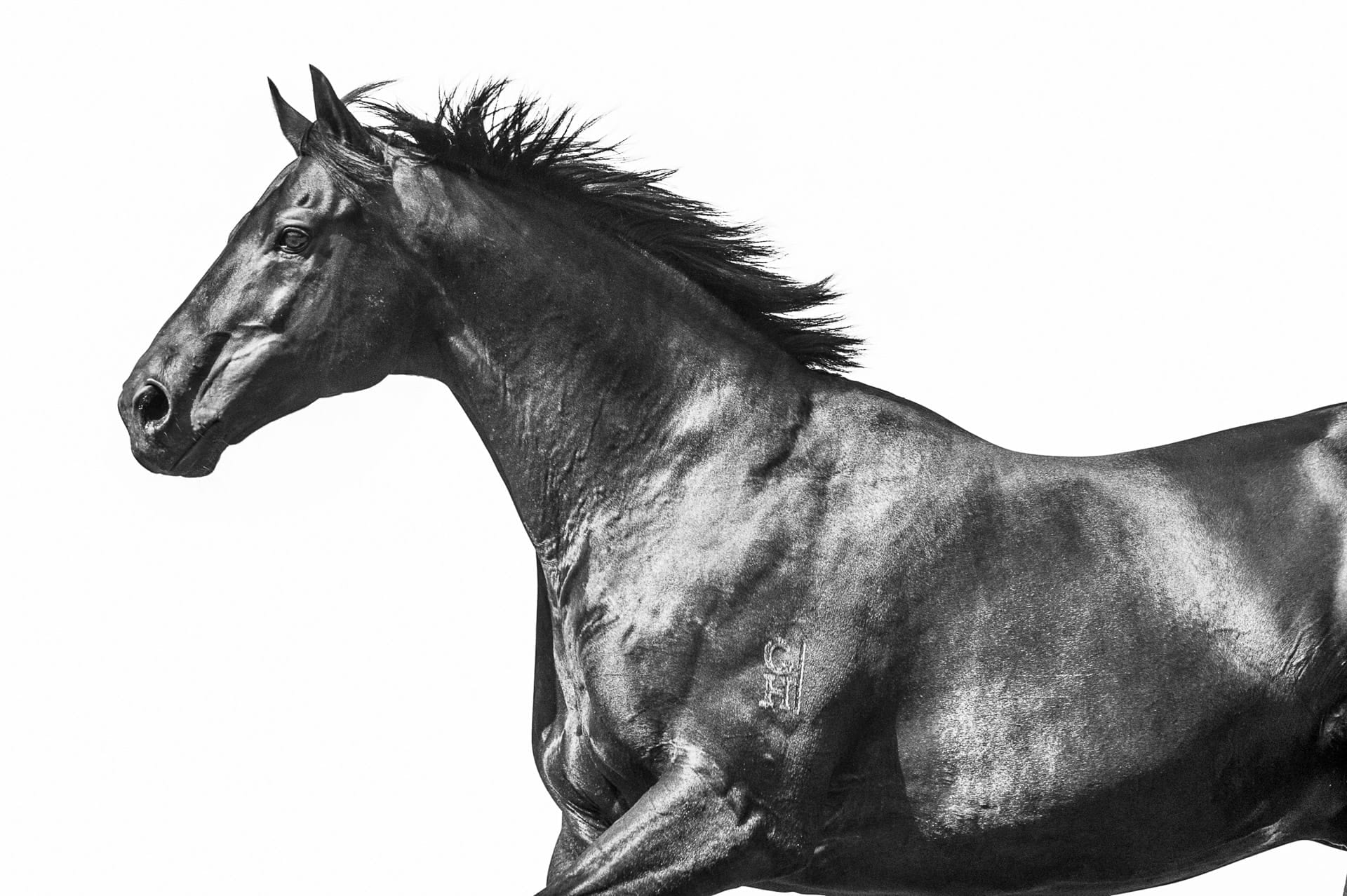 Stallions, Savabeel III — equine photograph by Sharon Lee Chapman