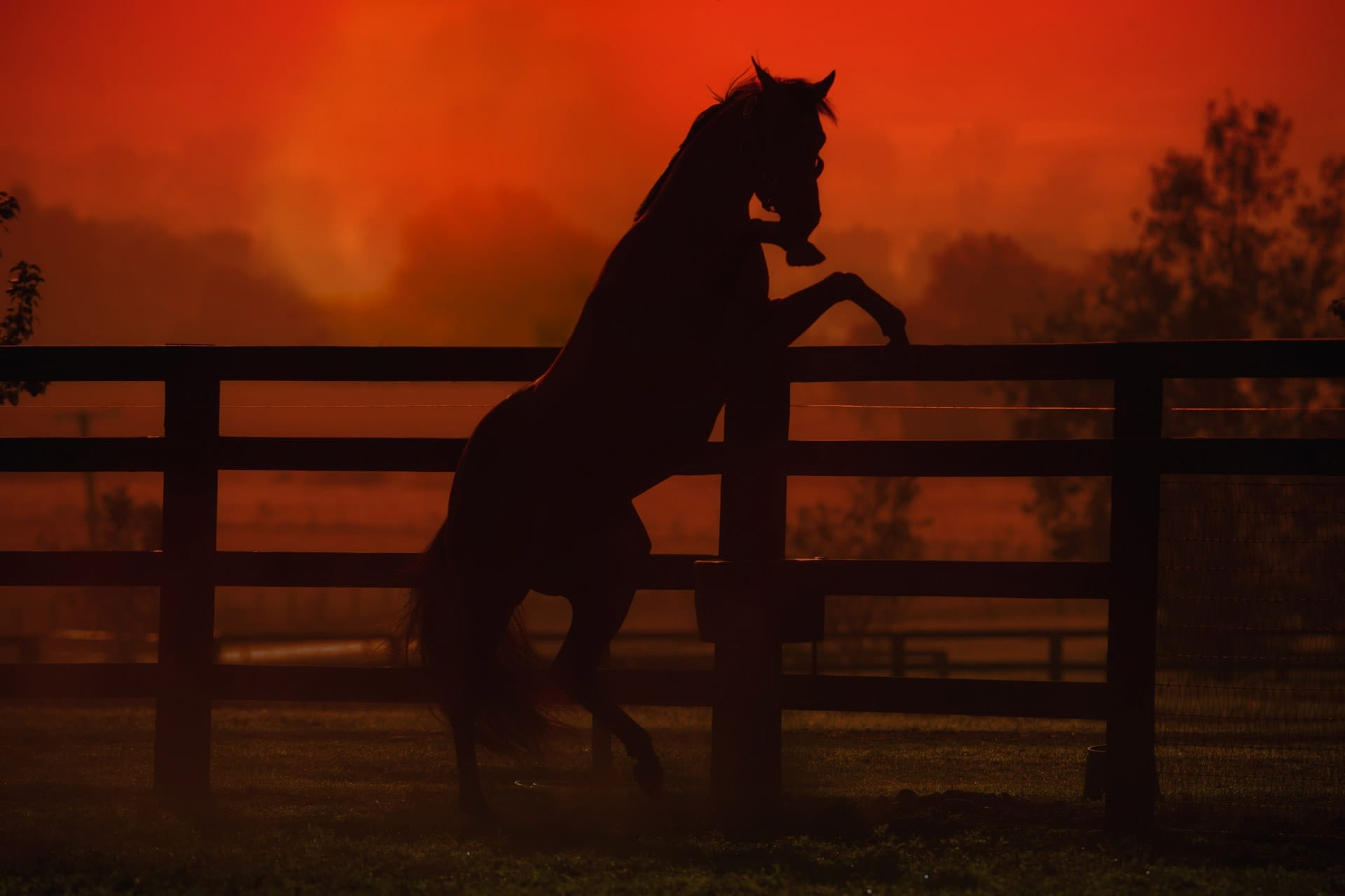 Stallions, Sizzling — equine photograph by Sharon Lee Chapman