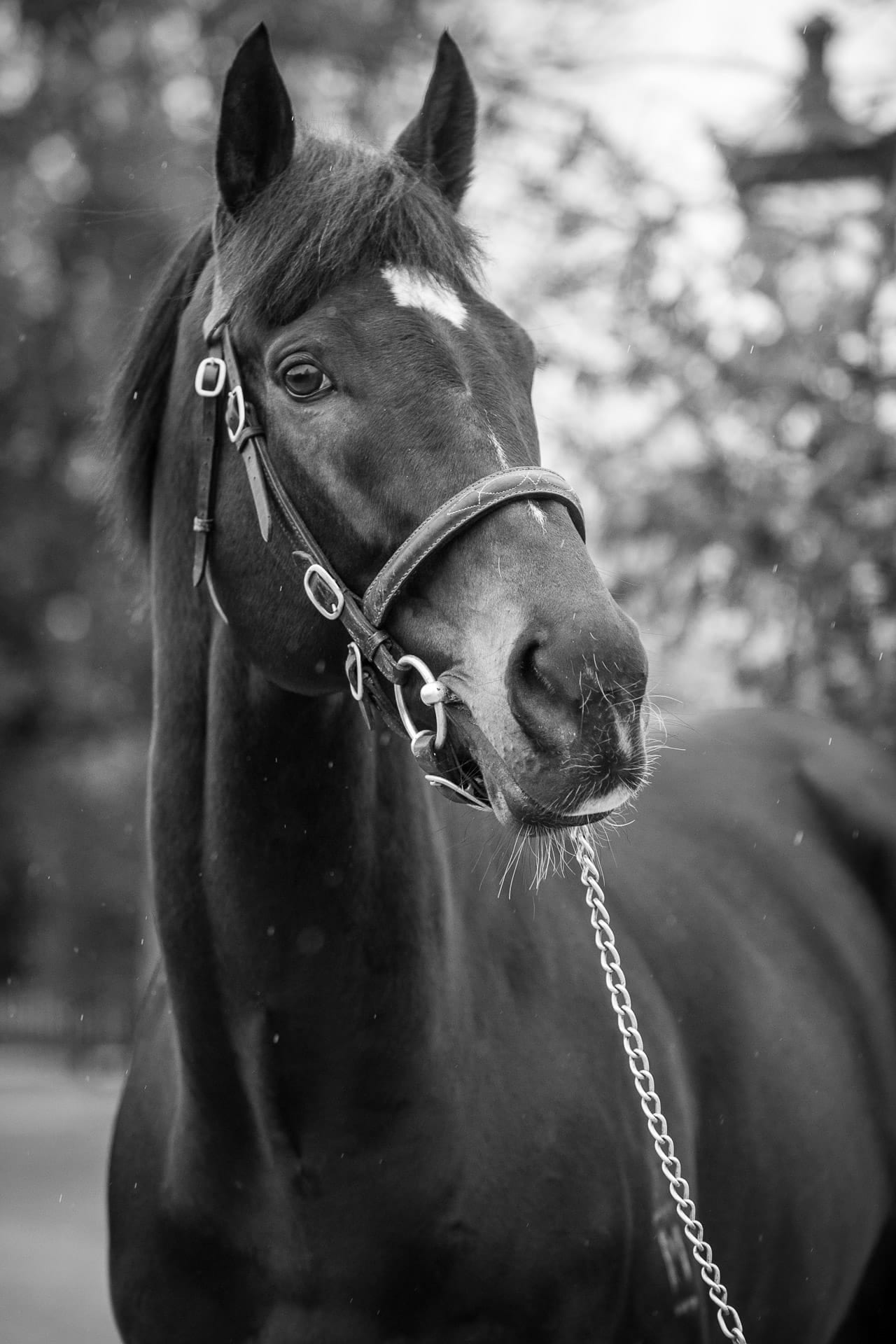 Stallions, So You Think — equine photograph by Sharon Lee Chapman