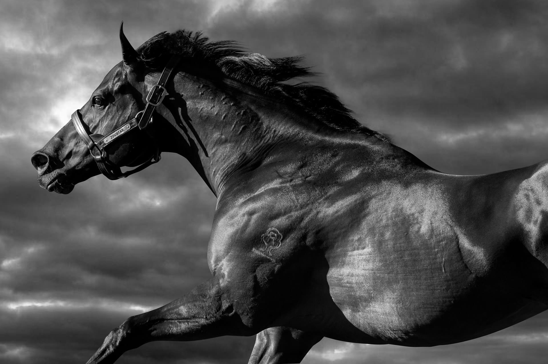 Stallions, Zoustar — equine photograph by Sharon Lee Chapman