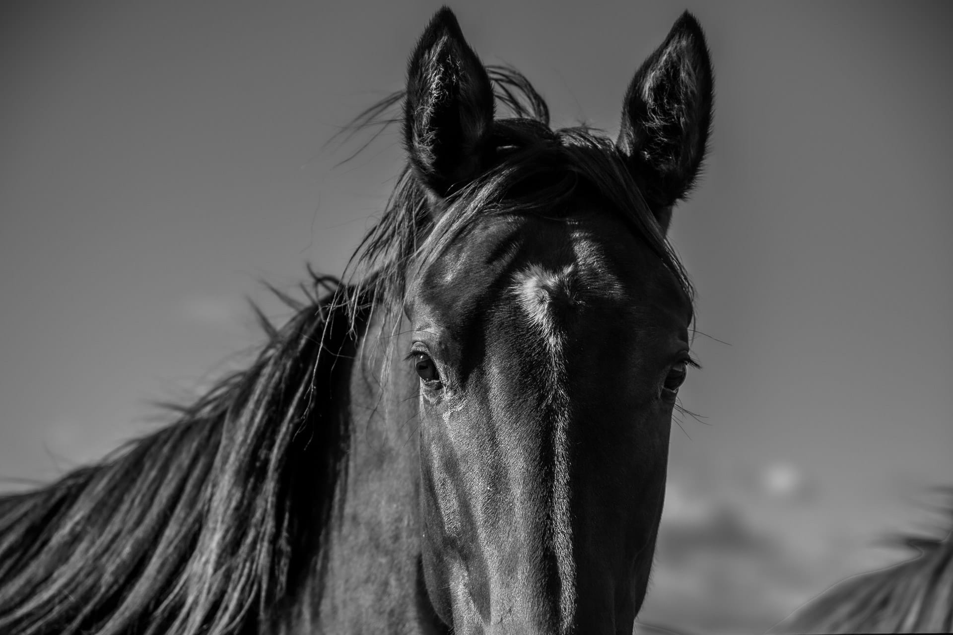 Telemon, Weanlings, 0019-2 — equine photograph by Sharon Lee Chapman
