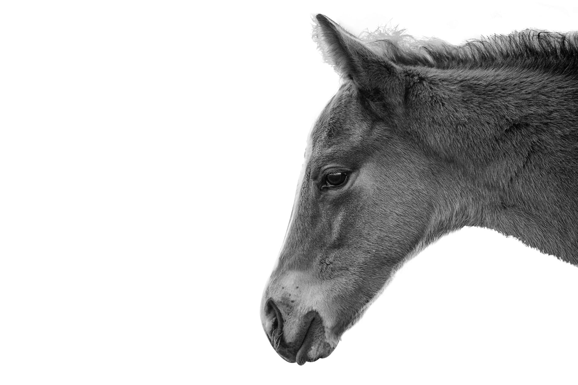The Foal — equine photograph by Sharon Lee Chapman