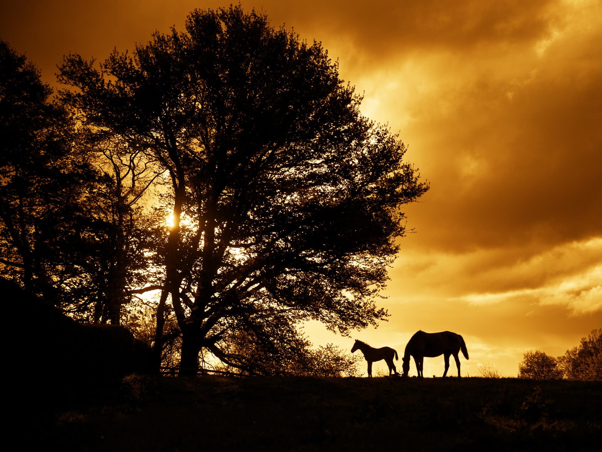 The Sunset, Mare and Foal — equine photograph by Sharon Lee Chapman