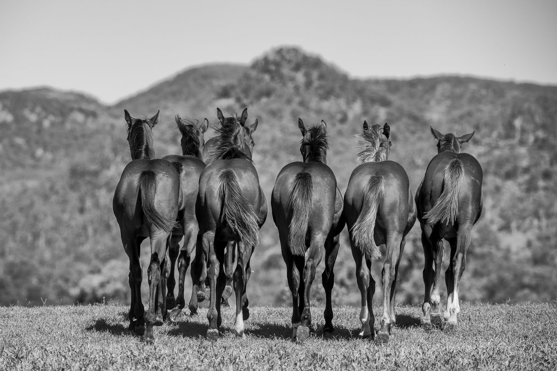 Weanlings, BW — equine photograph by Sharon Lee Chapman
