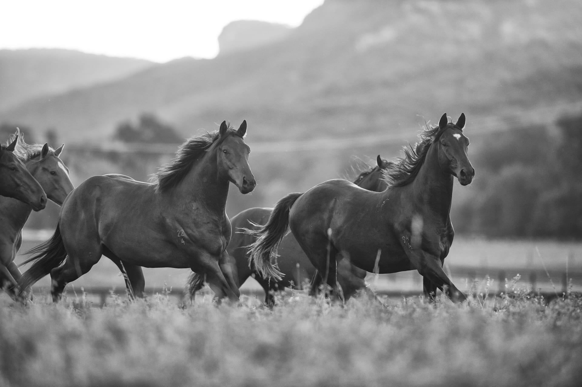 Yearlings I — equine photograph by Sharon Lee Chapman
