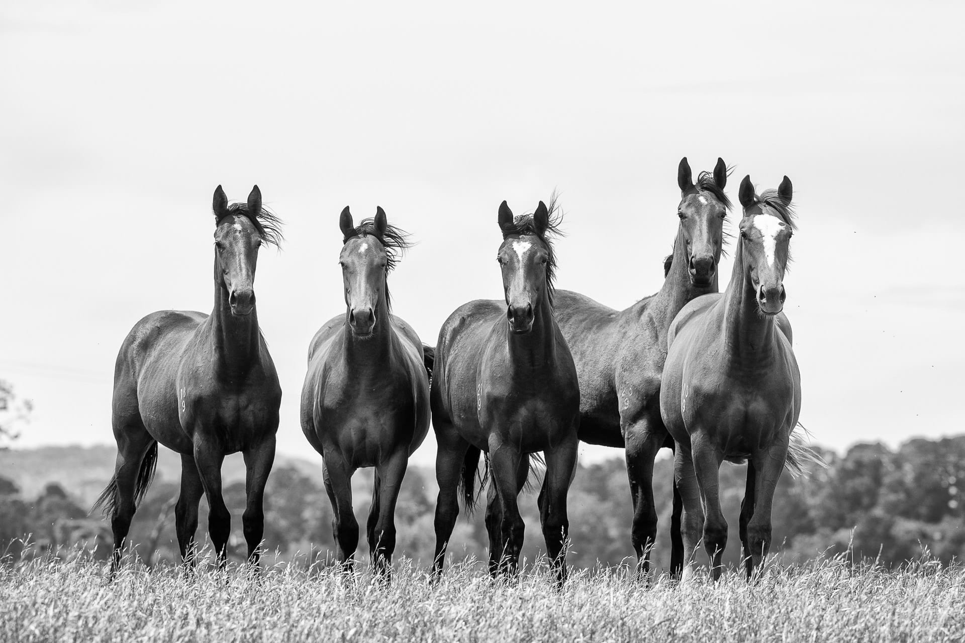 Yearlings II — equine photograph by Sharon Lee Chapman