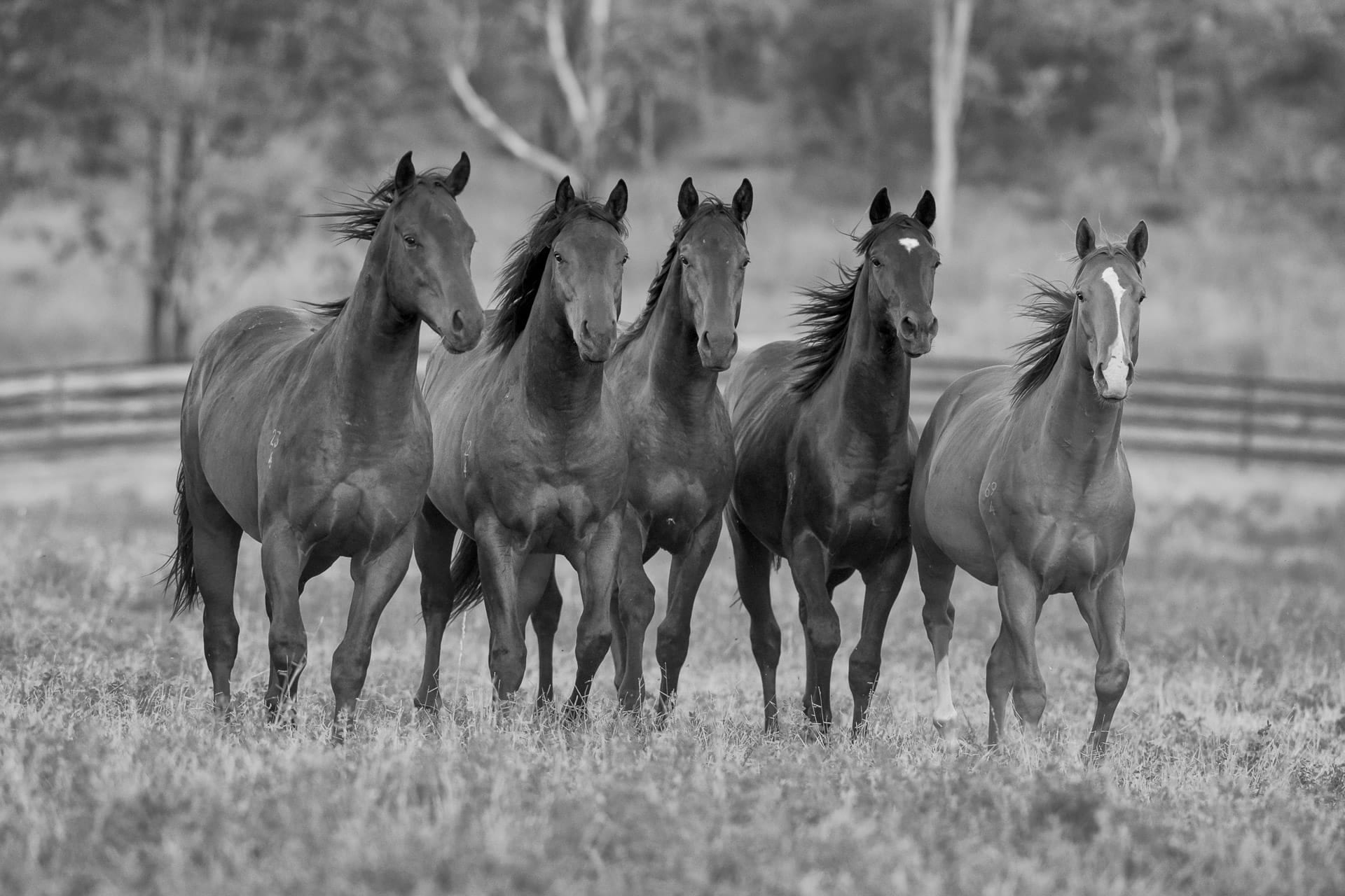 Yearlings III — equine photograph by Sharon Lee Chapman