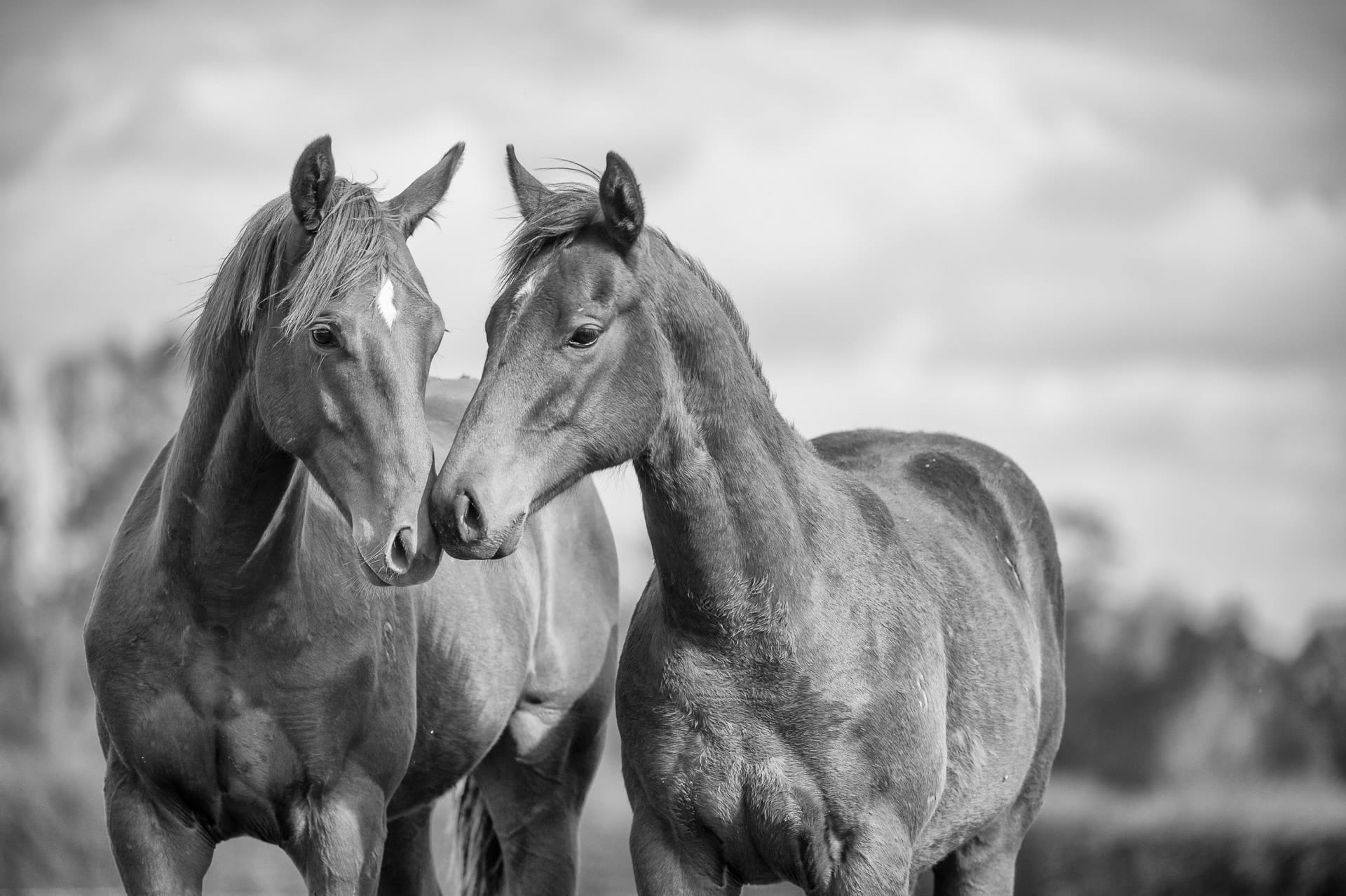 Yearlings IV — equine photograph by Sharon Lee Chapman