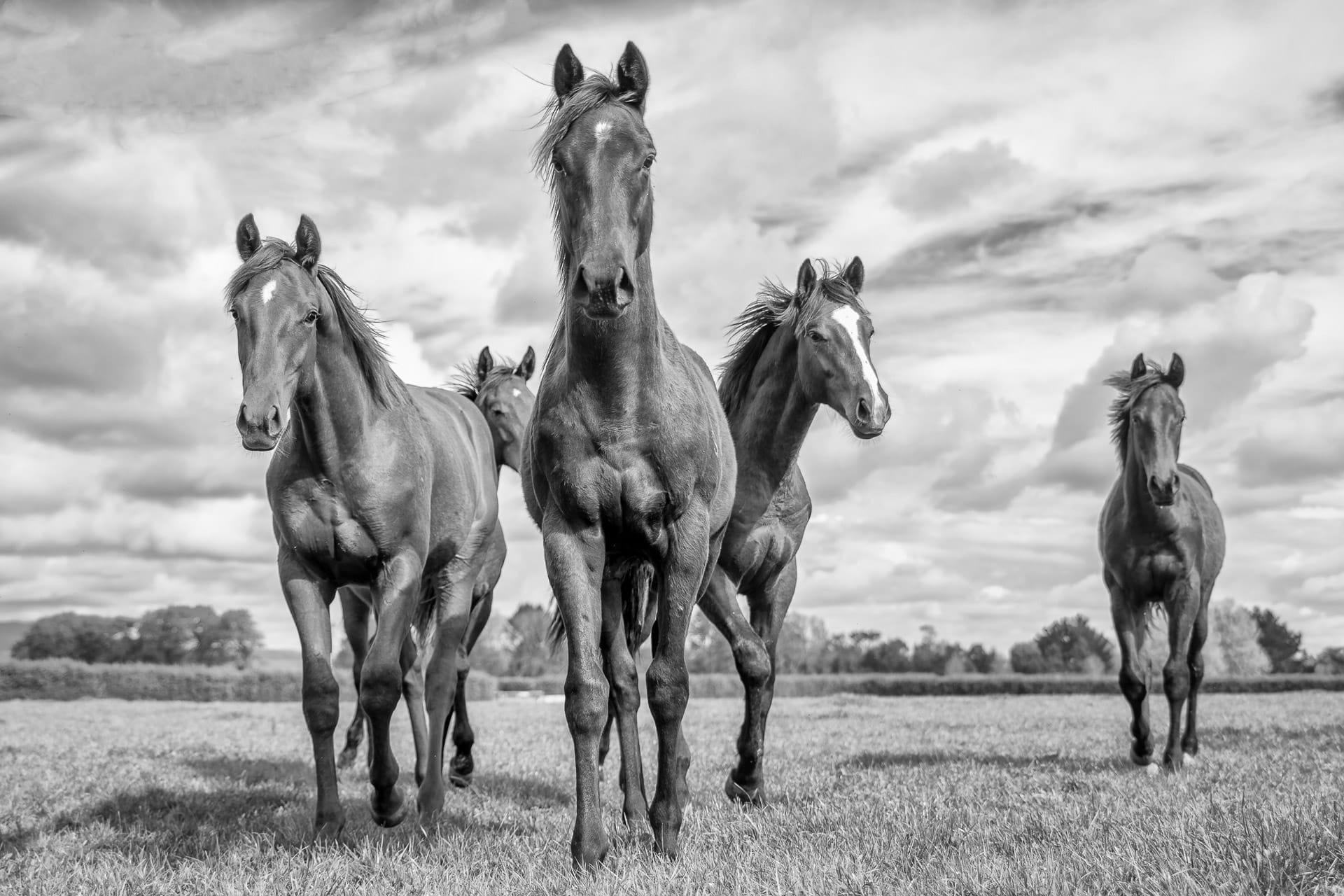 Yearlings V — equine photograph by Sharon Lee Chapman