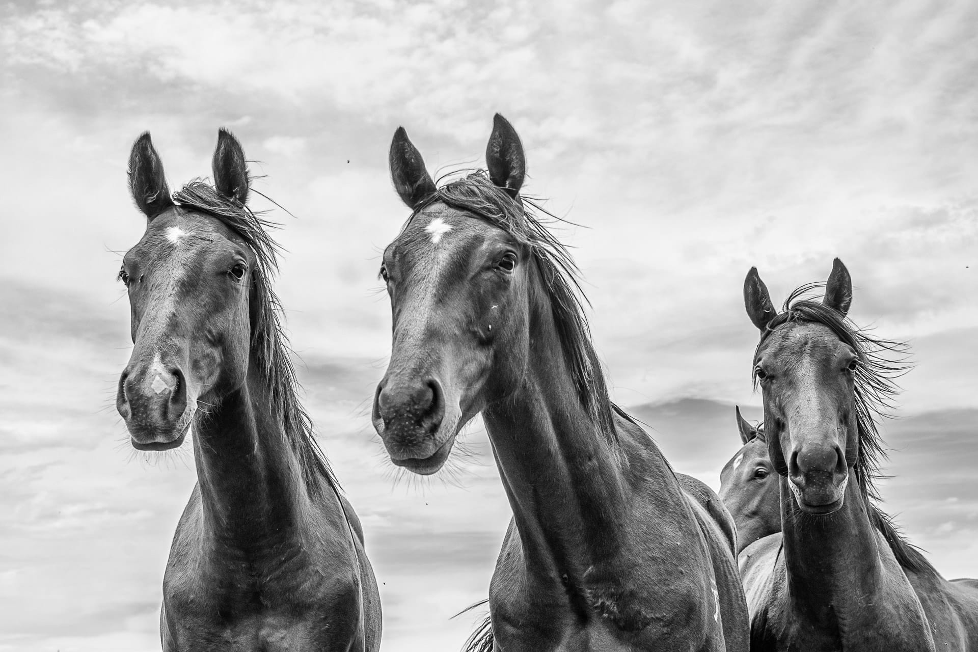 Yearlings VI — equine photograph by Sharon Lee Chapman