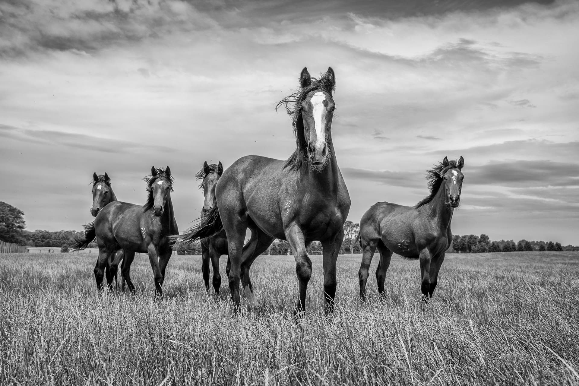 Yearlings VII