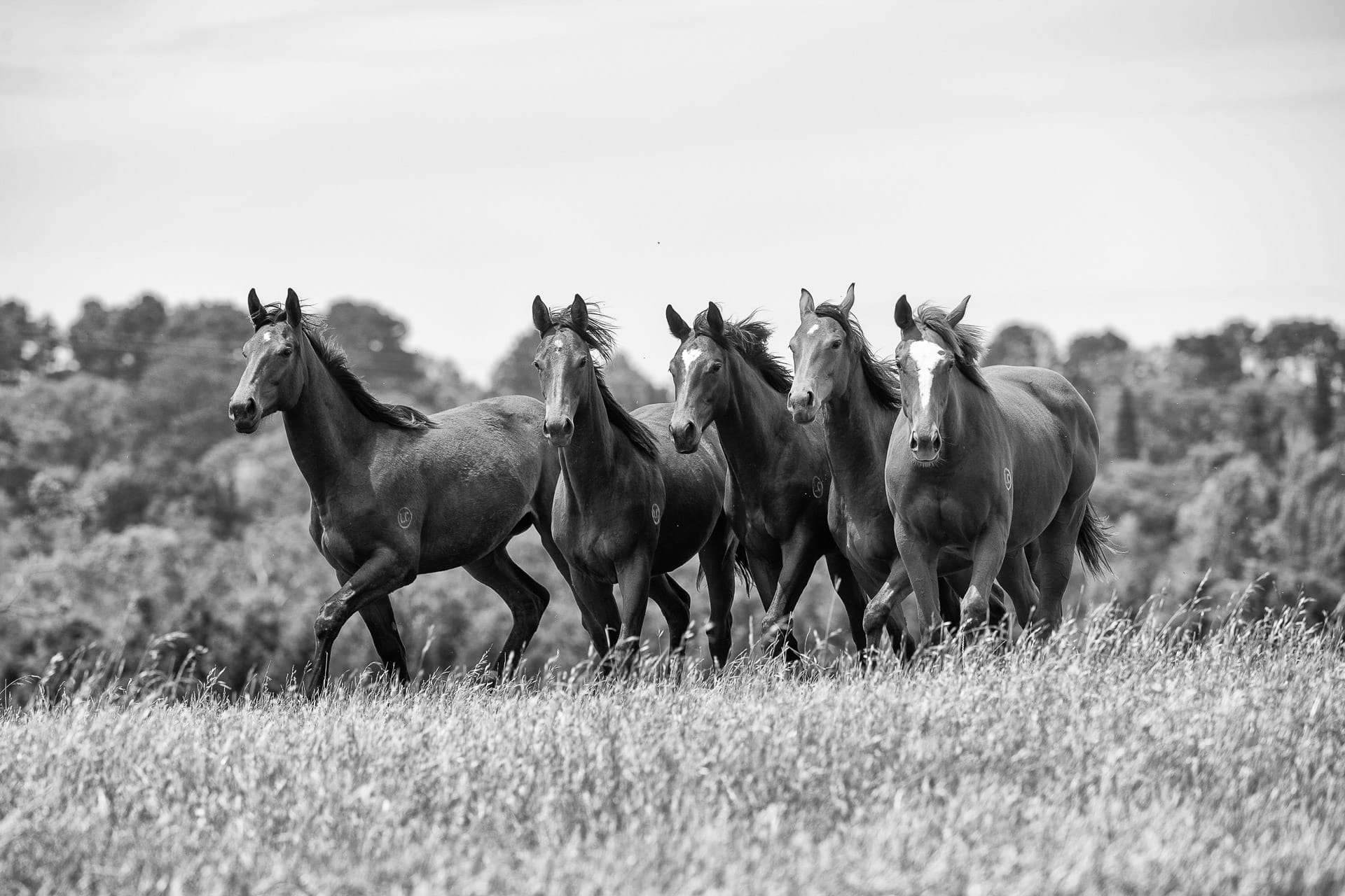 Yearlings VIII — equine photograph by Sharon Lee Chapman