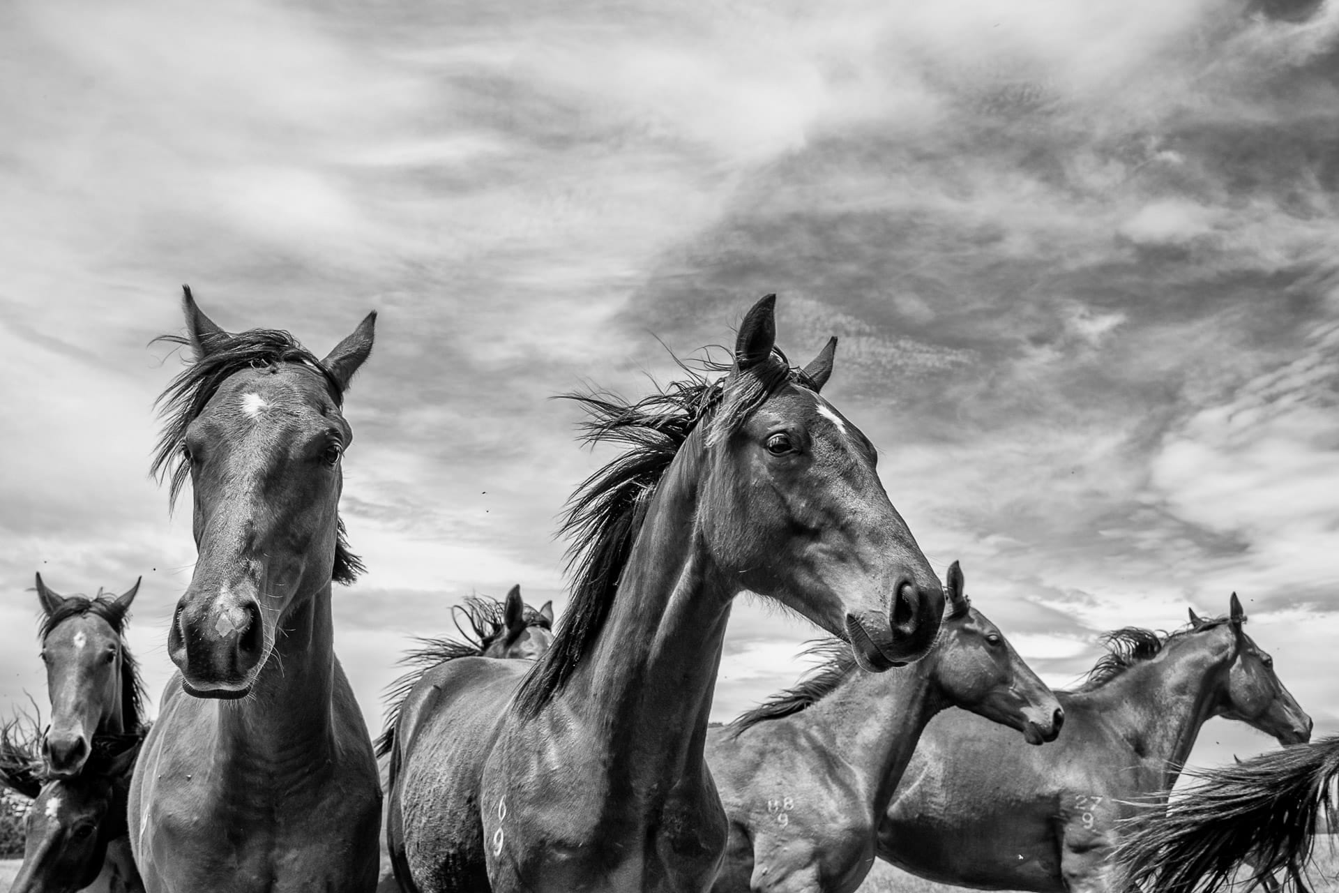 Yearlings IX — equine photograph by Sharon Lee Chapman