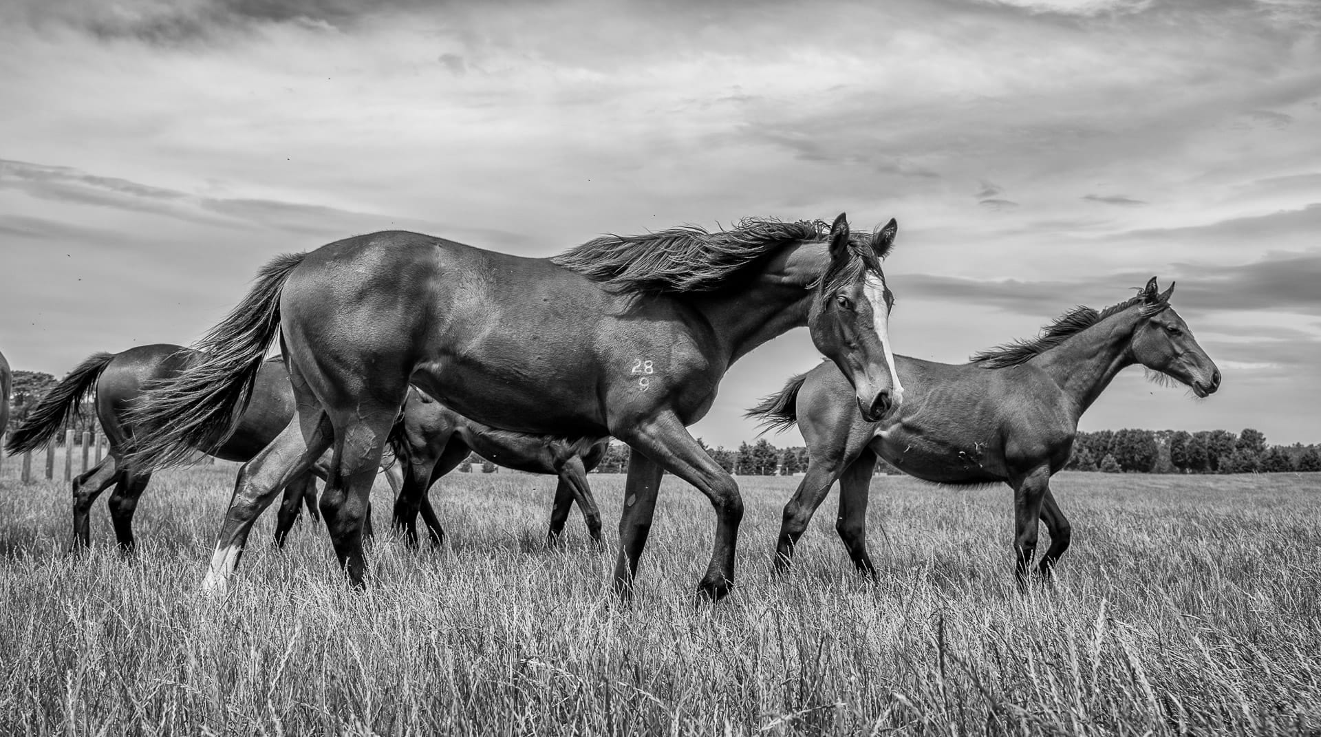 Yearlings X — equine photograph by Sharon Lee Chapman