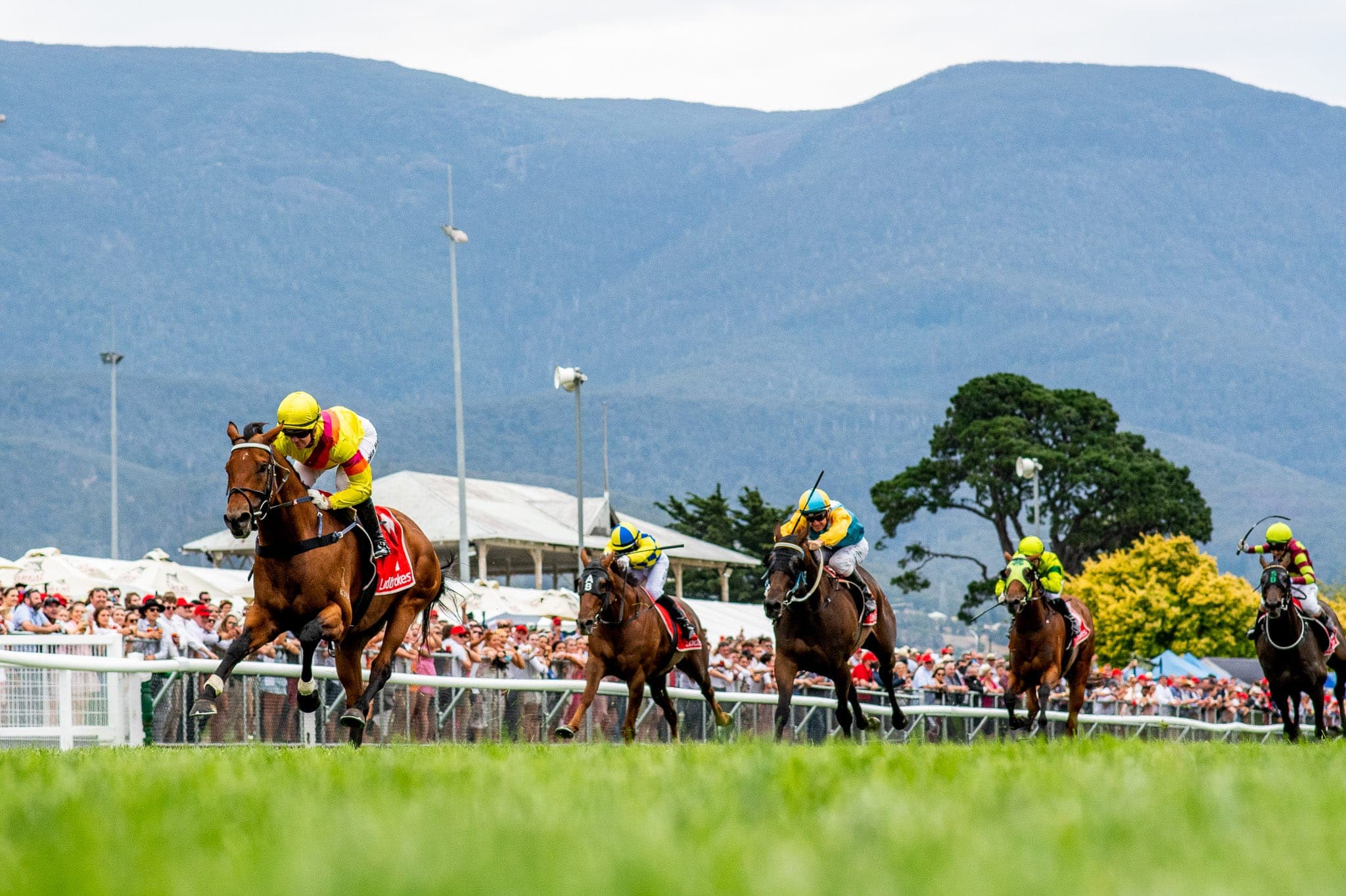Hobart Cup, Ho Ho Khan — Racing photograph by Sharon Lee Chapman