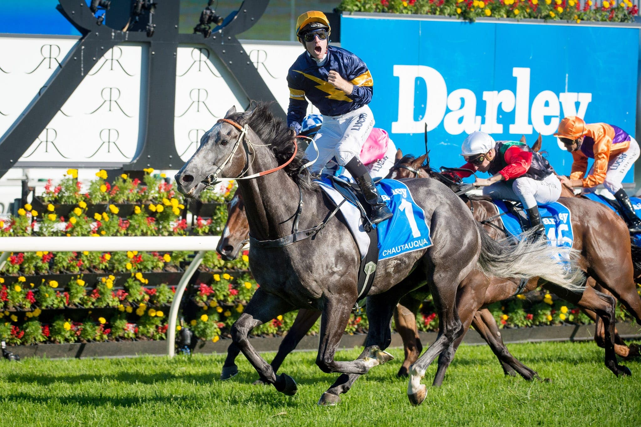 Roayl Randwick, Chautauqua — Racing photograph by Sharon Lee Chapman