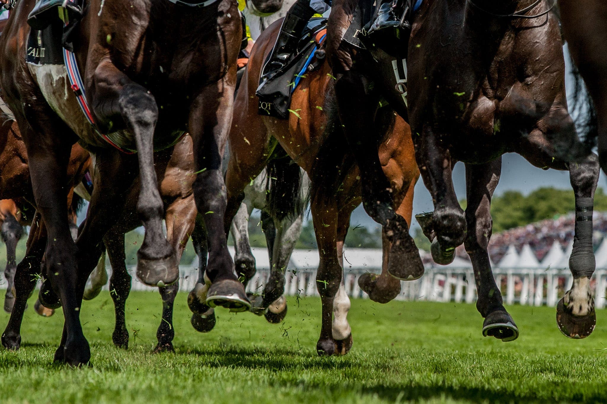 Royal Ascot — Racing photograph by Sharon Lee Chapman