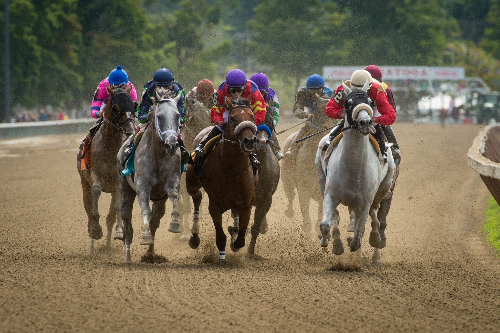 Saratoga, Dirt Racing — Racing photograph by Sharon Lee Chapman