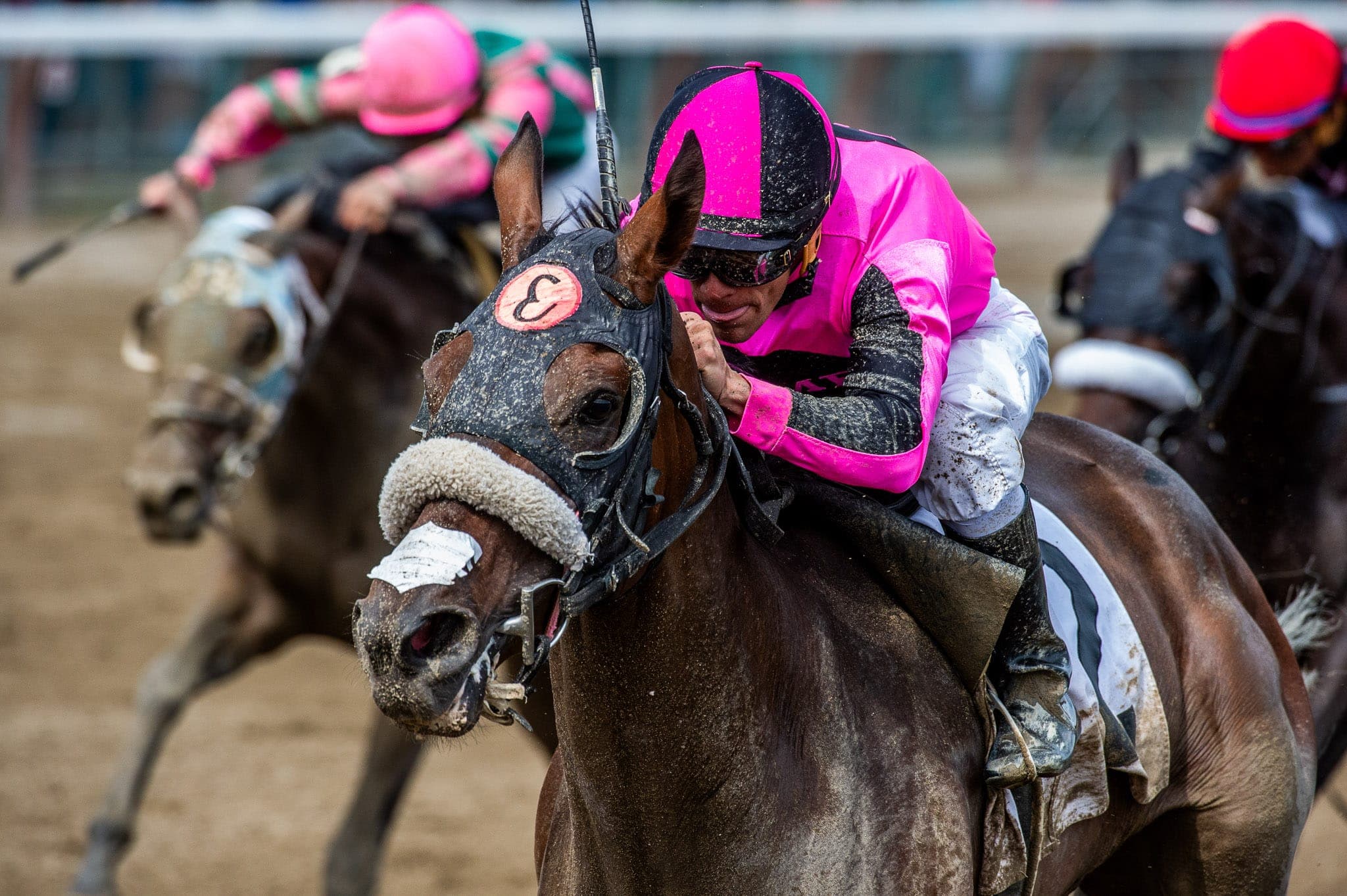 Saratoga, Dirt Racing — Racing photograph by Sharon Lee Chapman