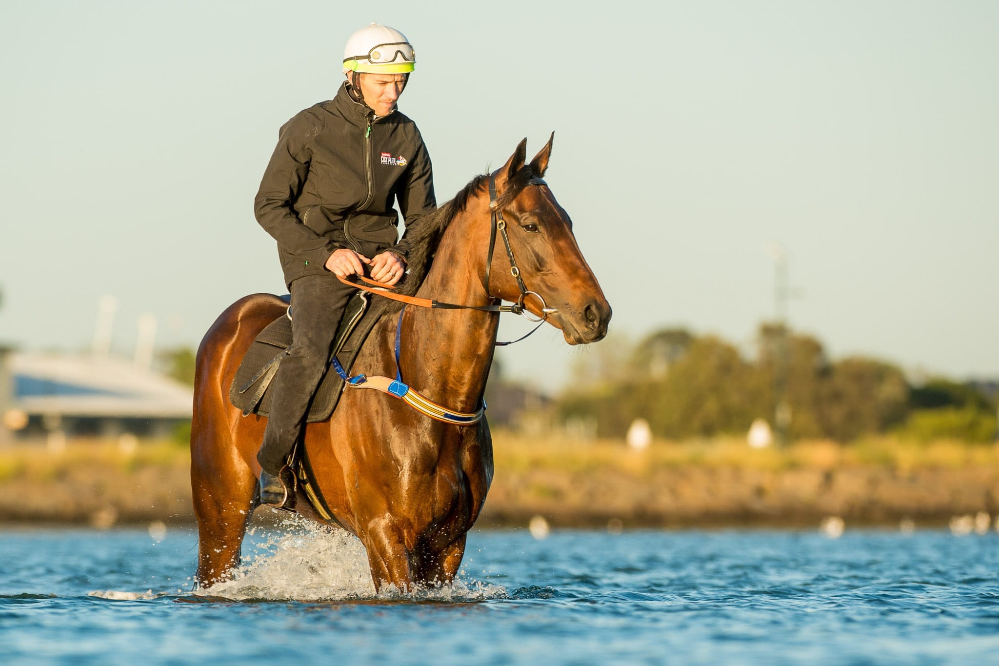 Winx, Altona, Colour V — equine photograph by Sharon Lee Chapman