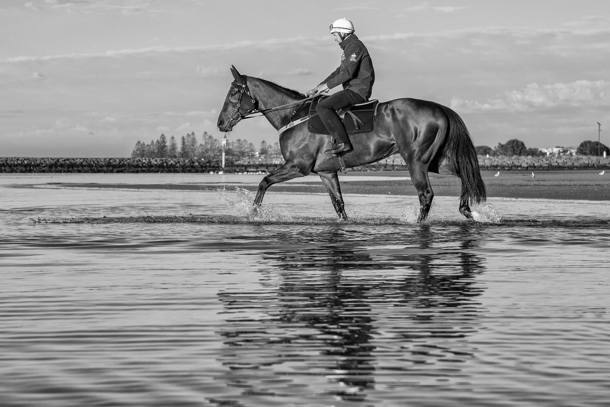 Winx, Altona, BW II — equine photograph by Sharon Lee Chapman