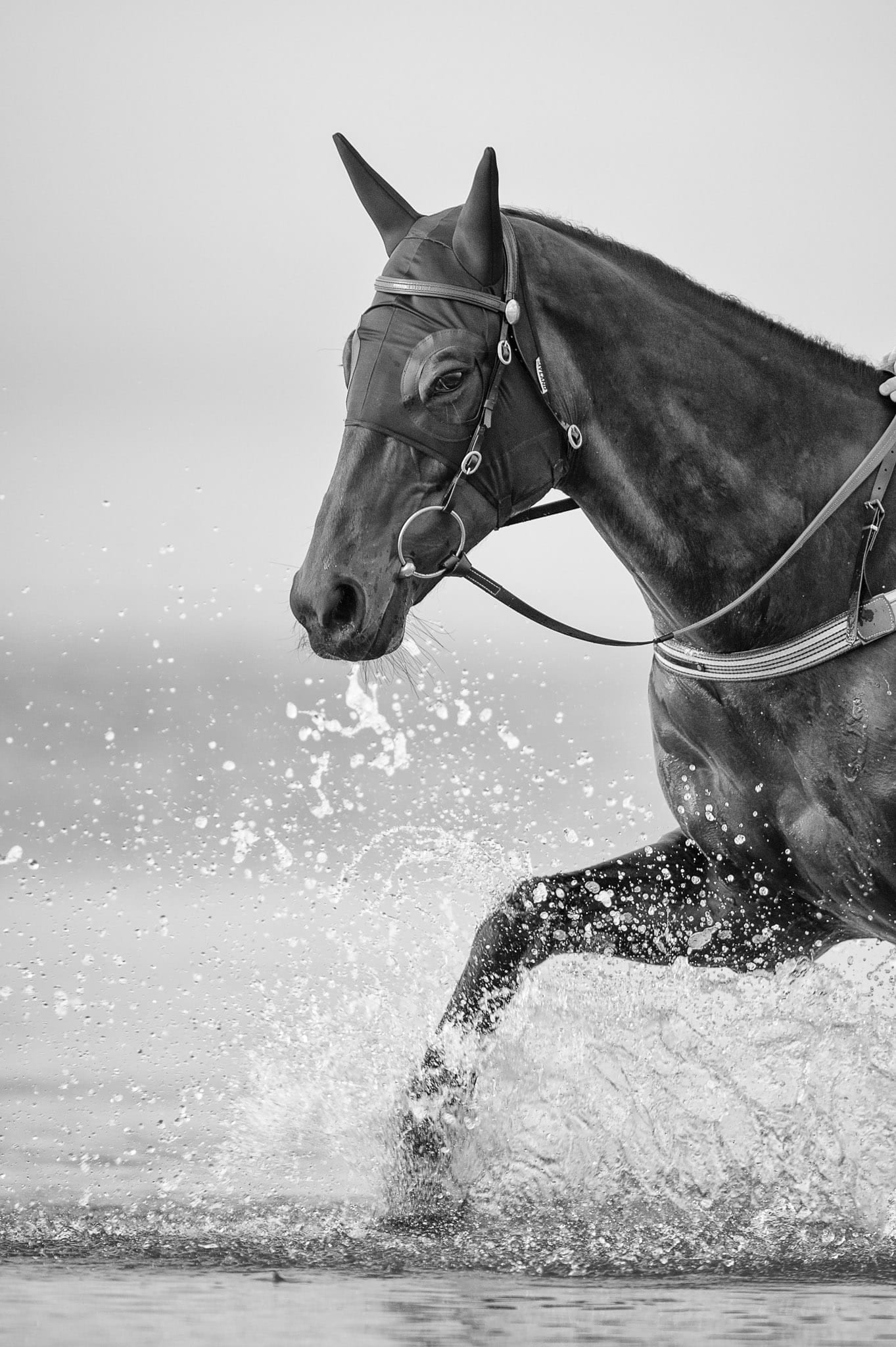 Winx, Altona, BW IV — equine photograph by Sharon Lee Chapman