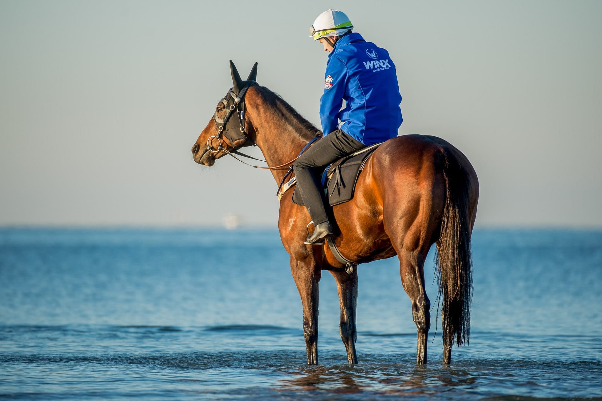 Winx, Altona, Colour I — equine photograph by Sharon Lee Chapman