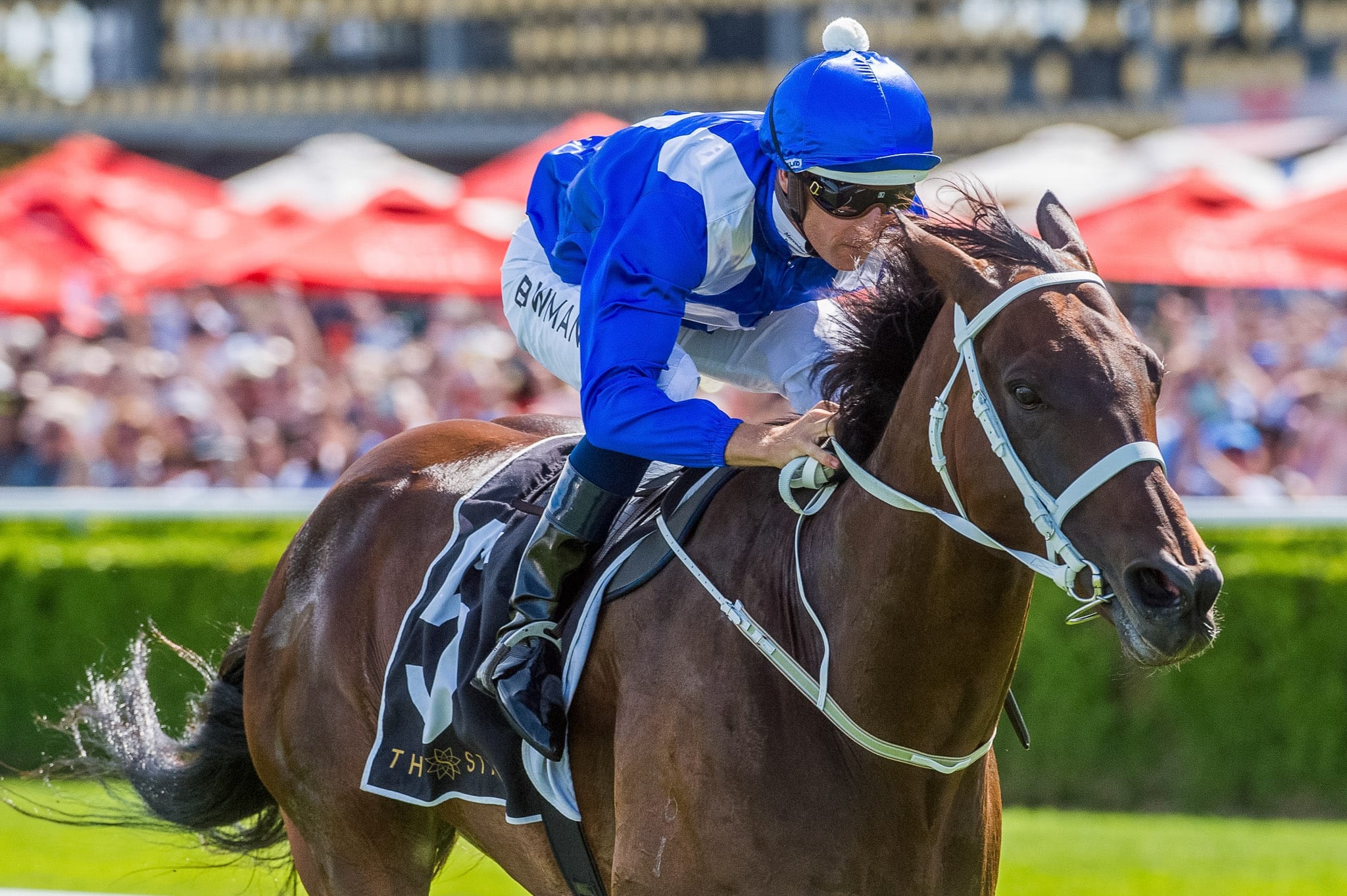 Winx, Apollo Stakes II — equine photograph by Sharon Lee Chapman