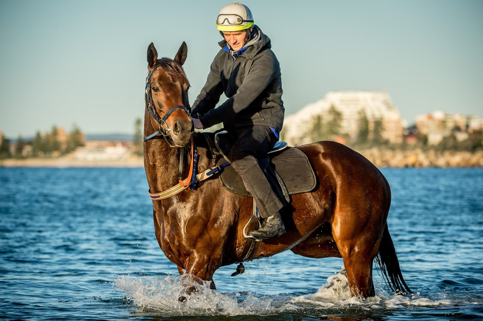 Winx, Botany Bay, Colour — equine photograph by Sharon Lee Chapman