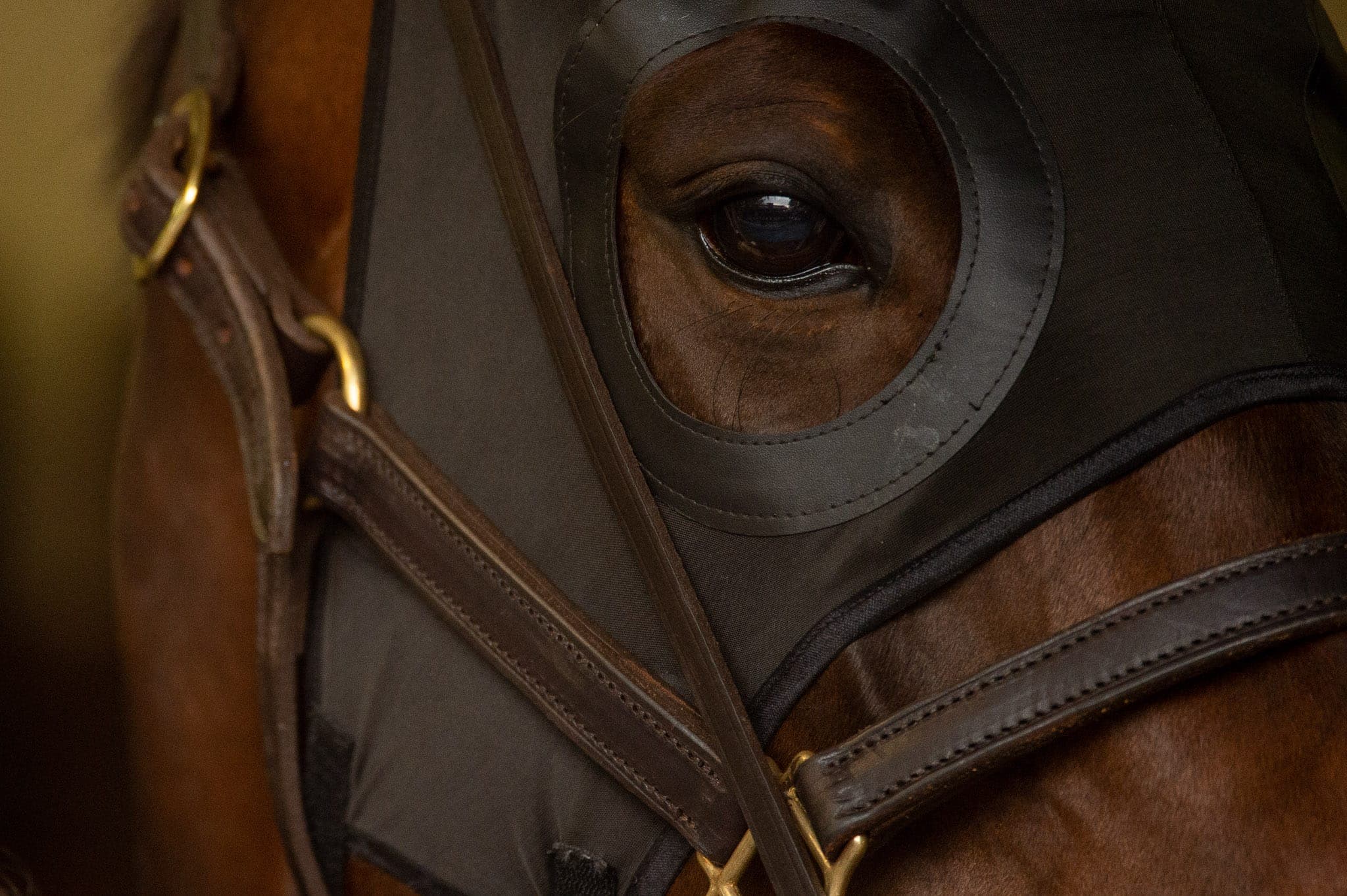 Winx, Breakfast with the Stars — Winx Series photograph by Sharon Lee Chapman