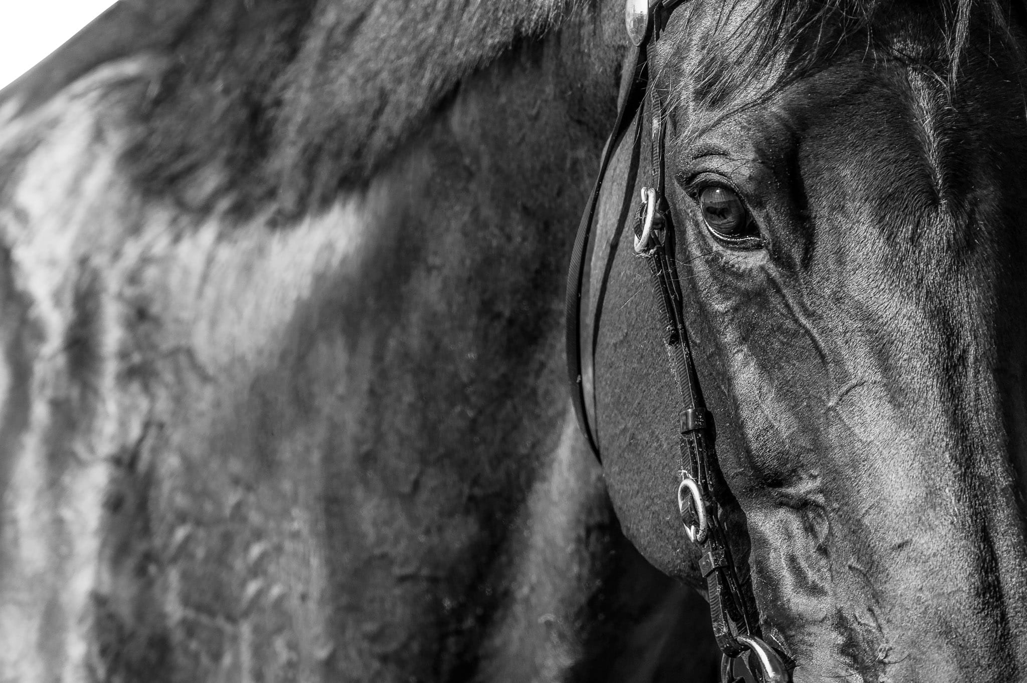 Winx, BW Portrait — equine photograph by Sharon Lee Chapman