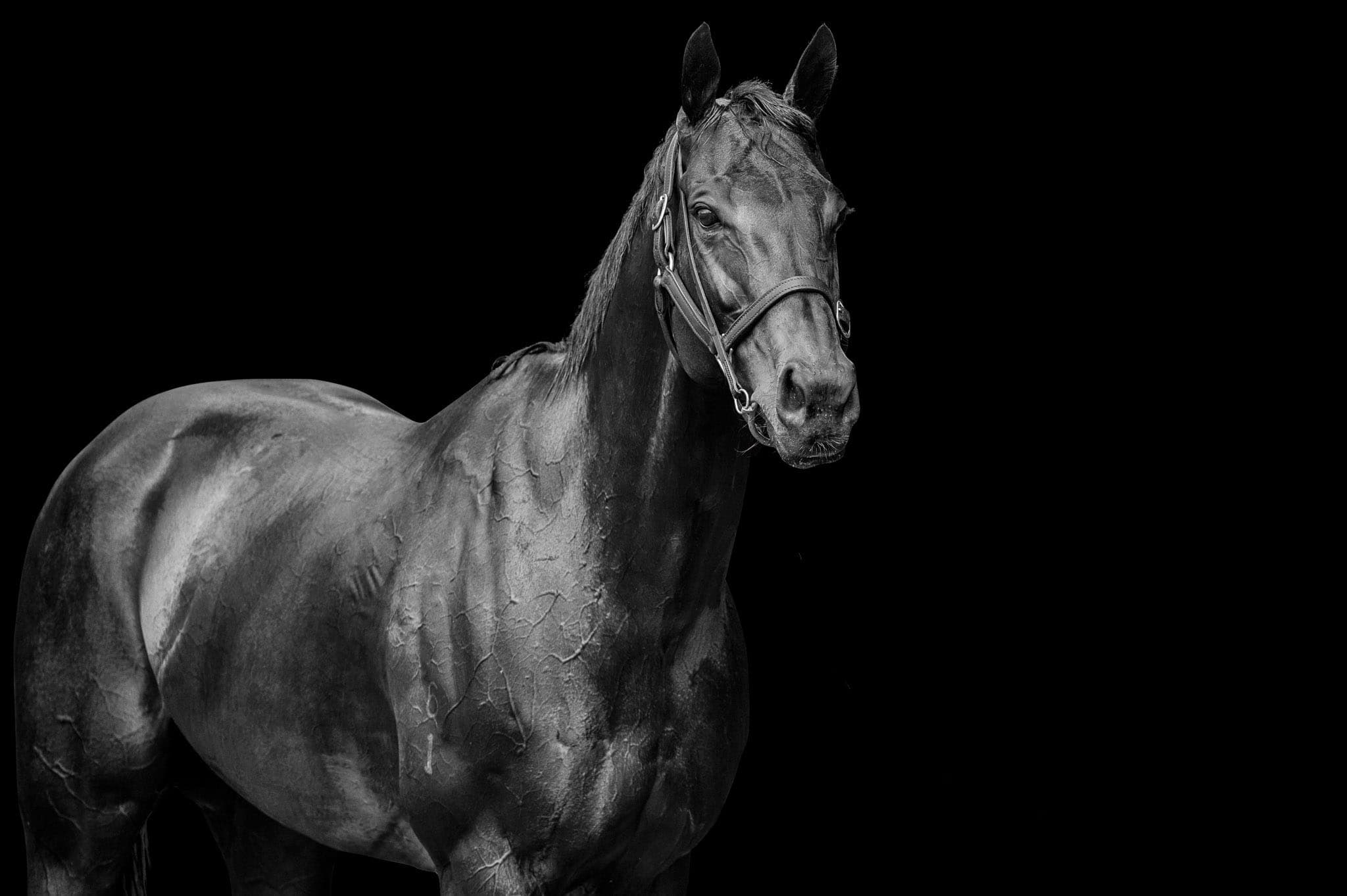 Winx BW Portrait I — Winx Series photograph by Sharon Lee Chapman