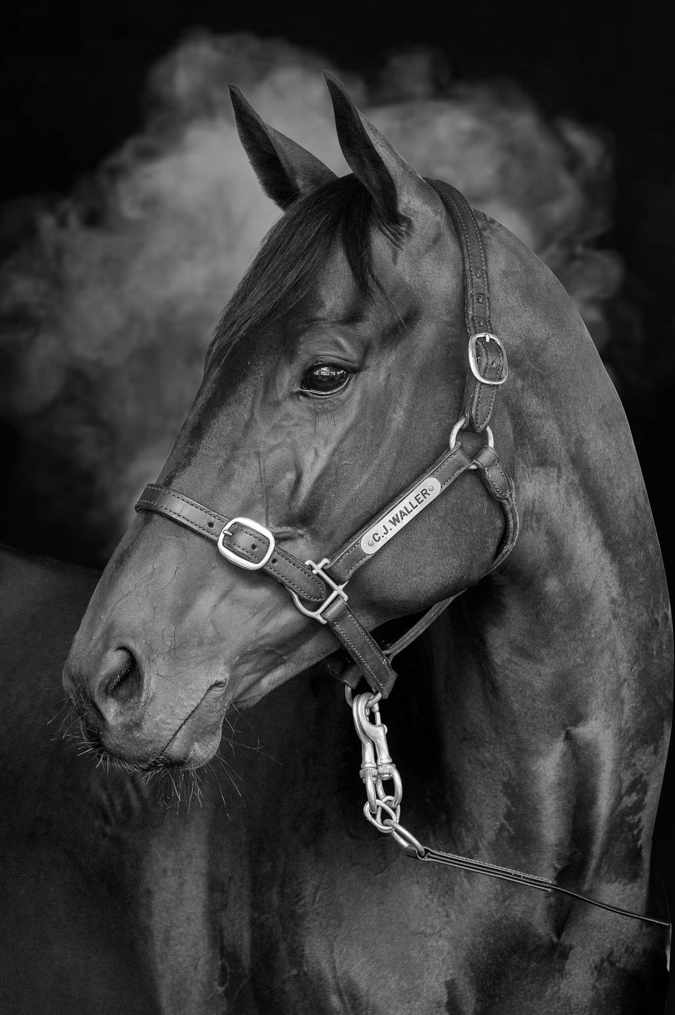 Winx BW Portrait II — equine photograph by Sharon Lee Chapman