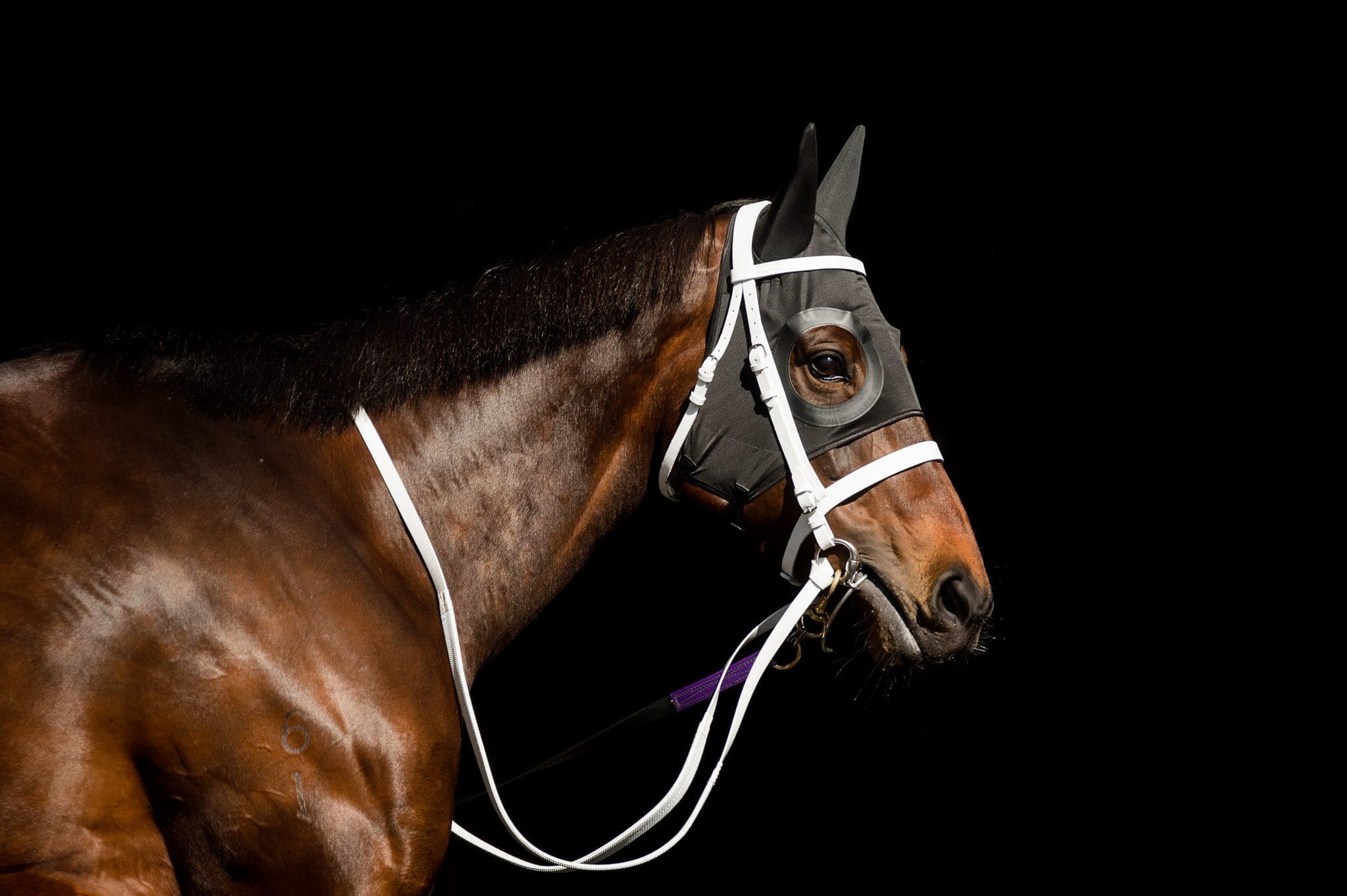Winx, Colgate Optic White Stakes I — Winx Series photograph by Sharon Lee Chapman