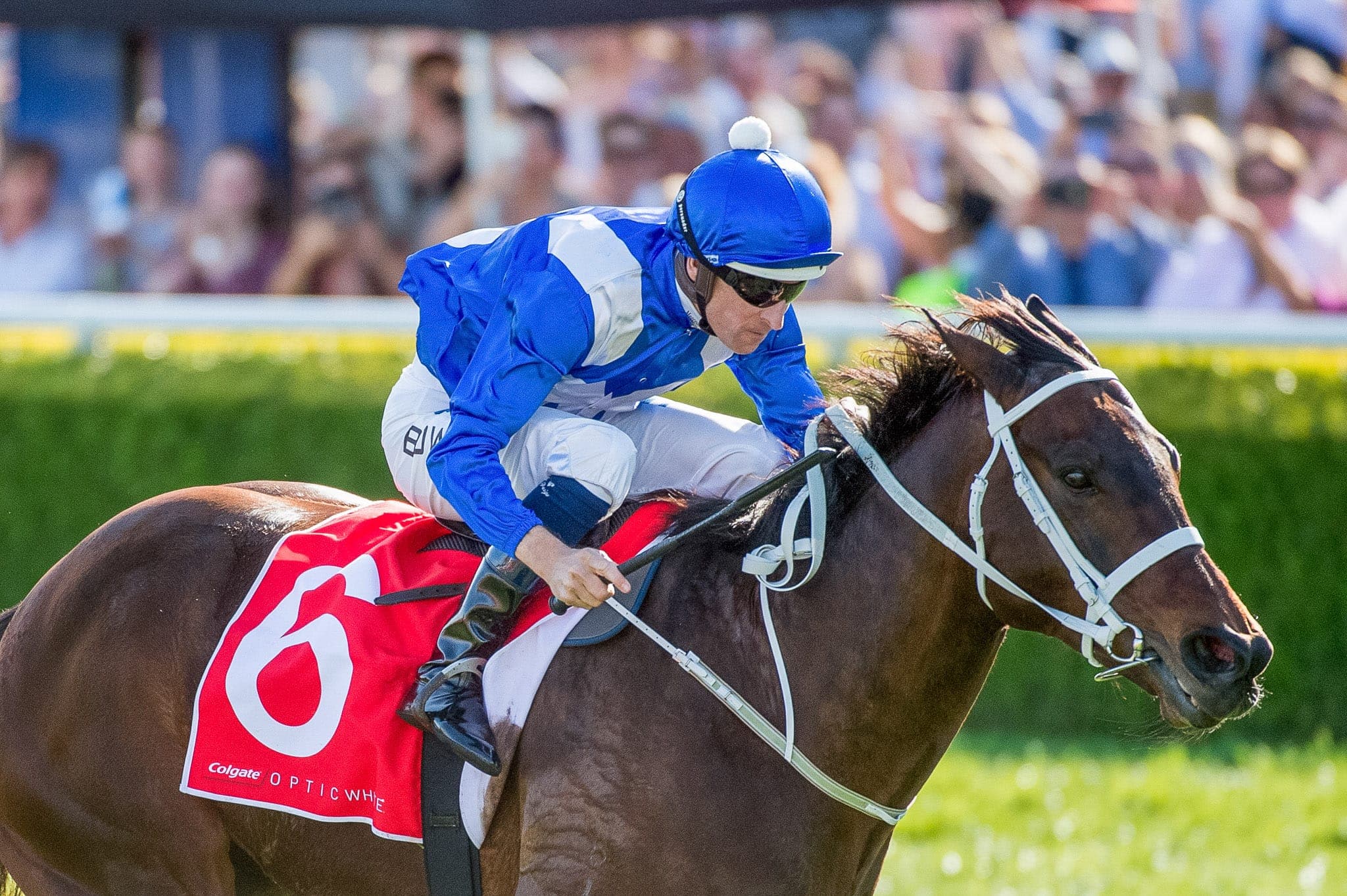 Winx, Colgate Optic White Stakes II — Winx Series photograph by Sharon Lee Chapman