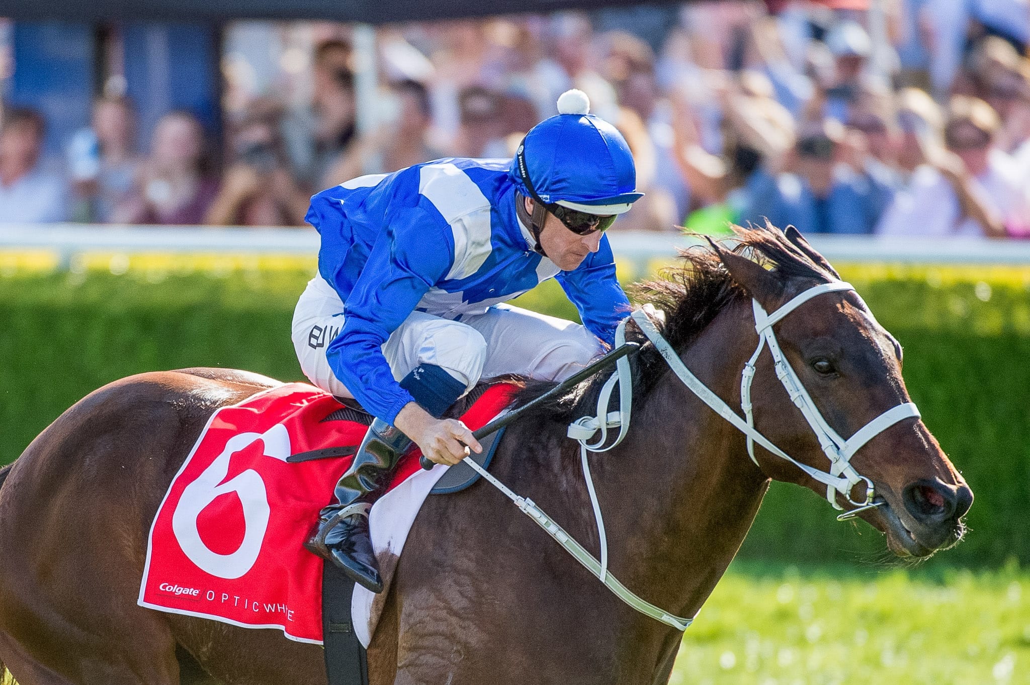 Winx, Colgate Optic White Stakes II — equine photograph by Sharon Lee Chapman