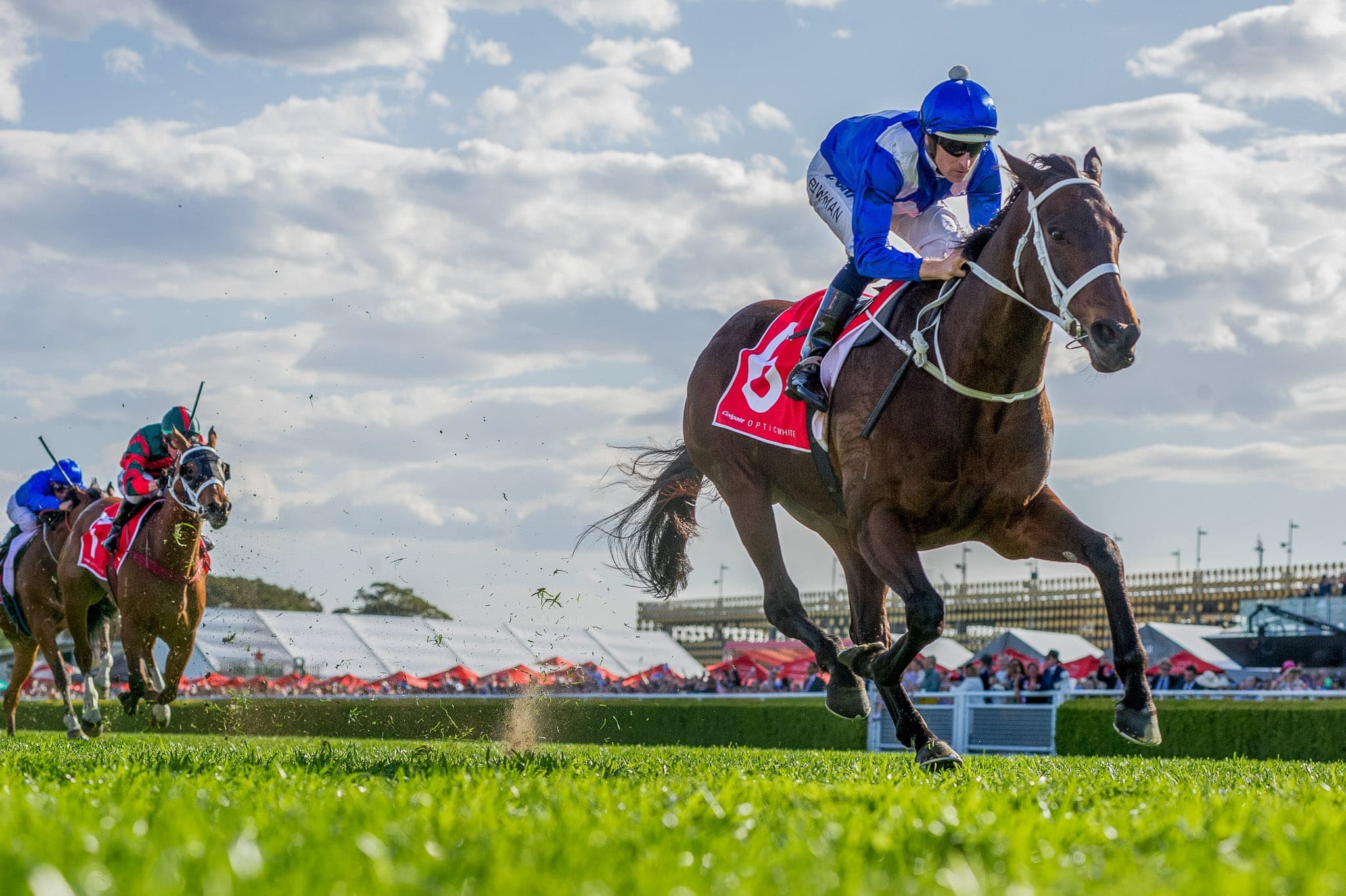 Winx, Colgate Optic White Stakes III — Winx Series photograph by Sharon Lee Chapman
