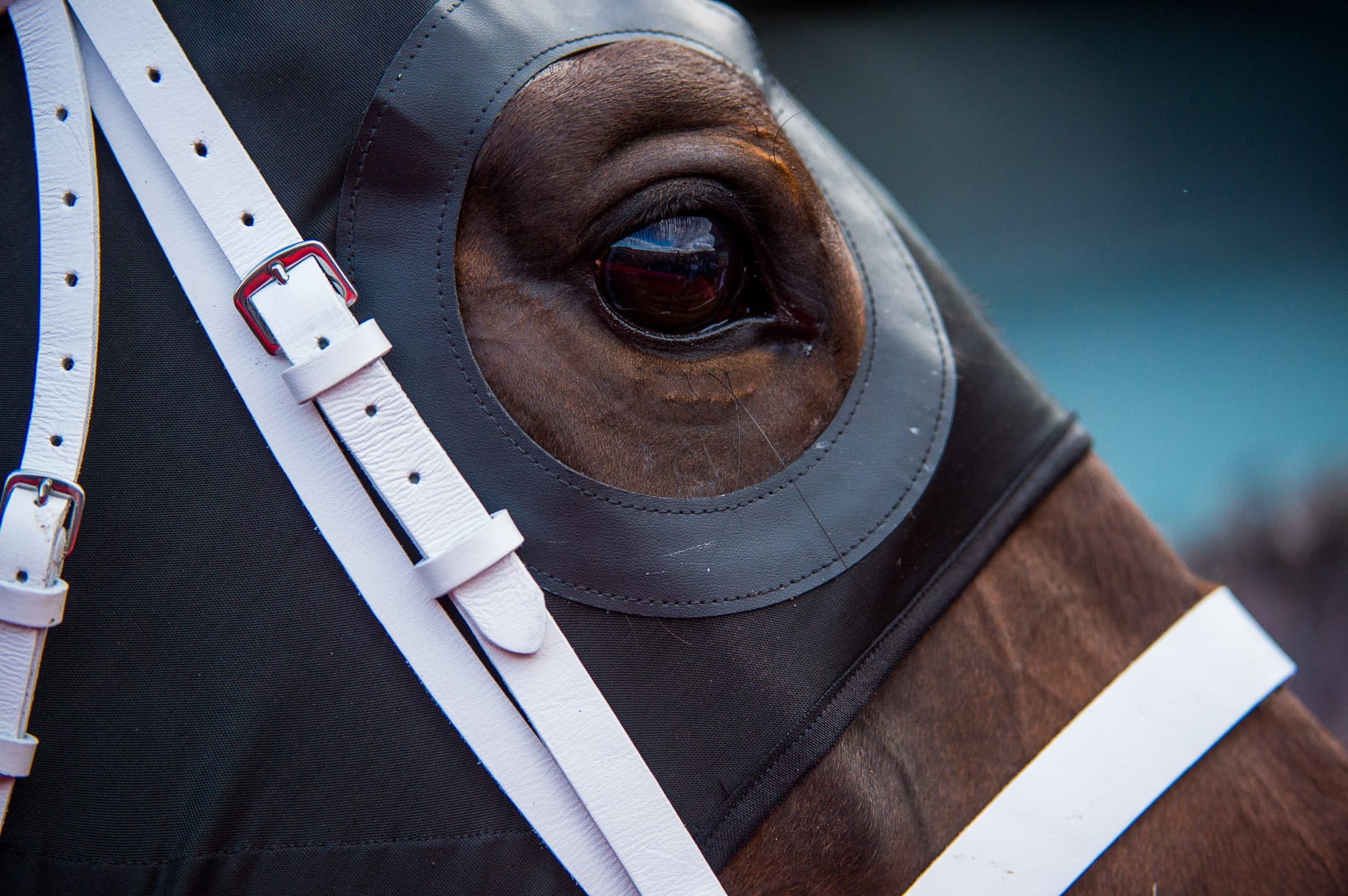 Winx, Colglate Optic White Stakes, Colour I — equine photograph by Sharon Lee Chapman