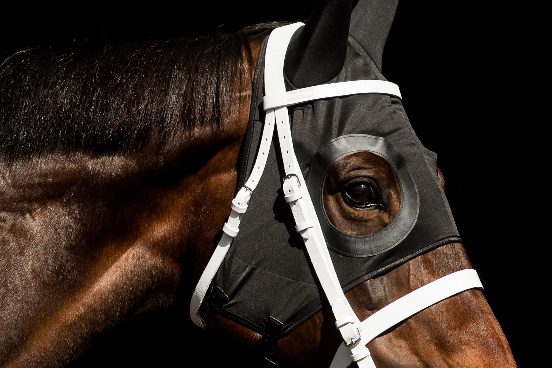 Winx, Colglate Optic White Stakes, Colour III — equine photograph by Sharon Lee Chapman