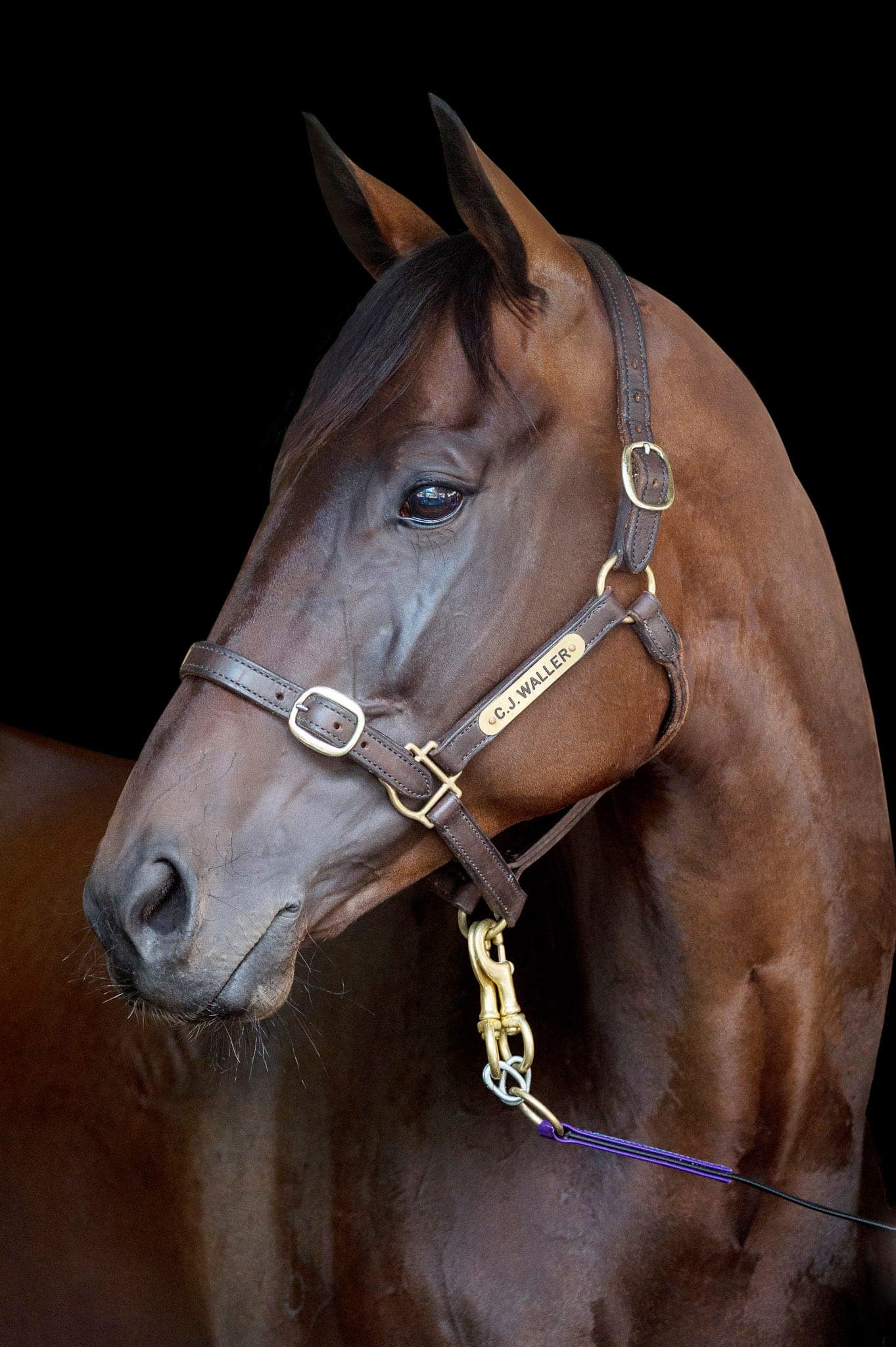 Winx Color Portrait I — Winx Series photograph by Sharon Lee Chapman