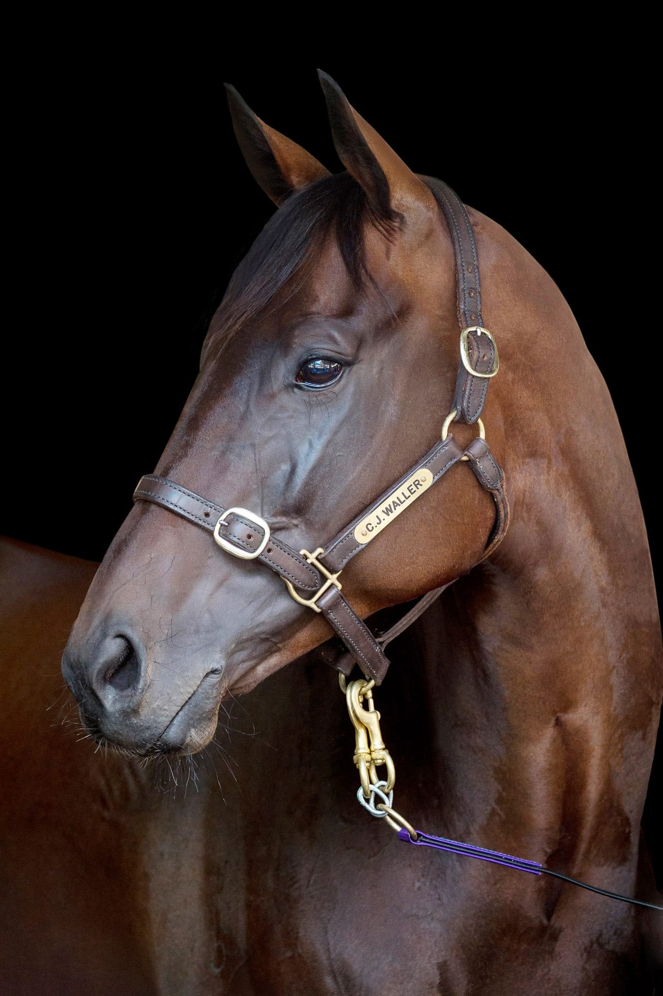 Winx Color Portrait I — equine photograph by Sharon Lee Chapman
