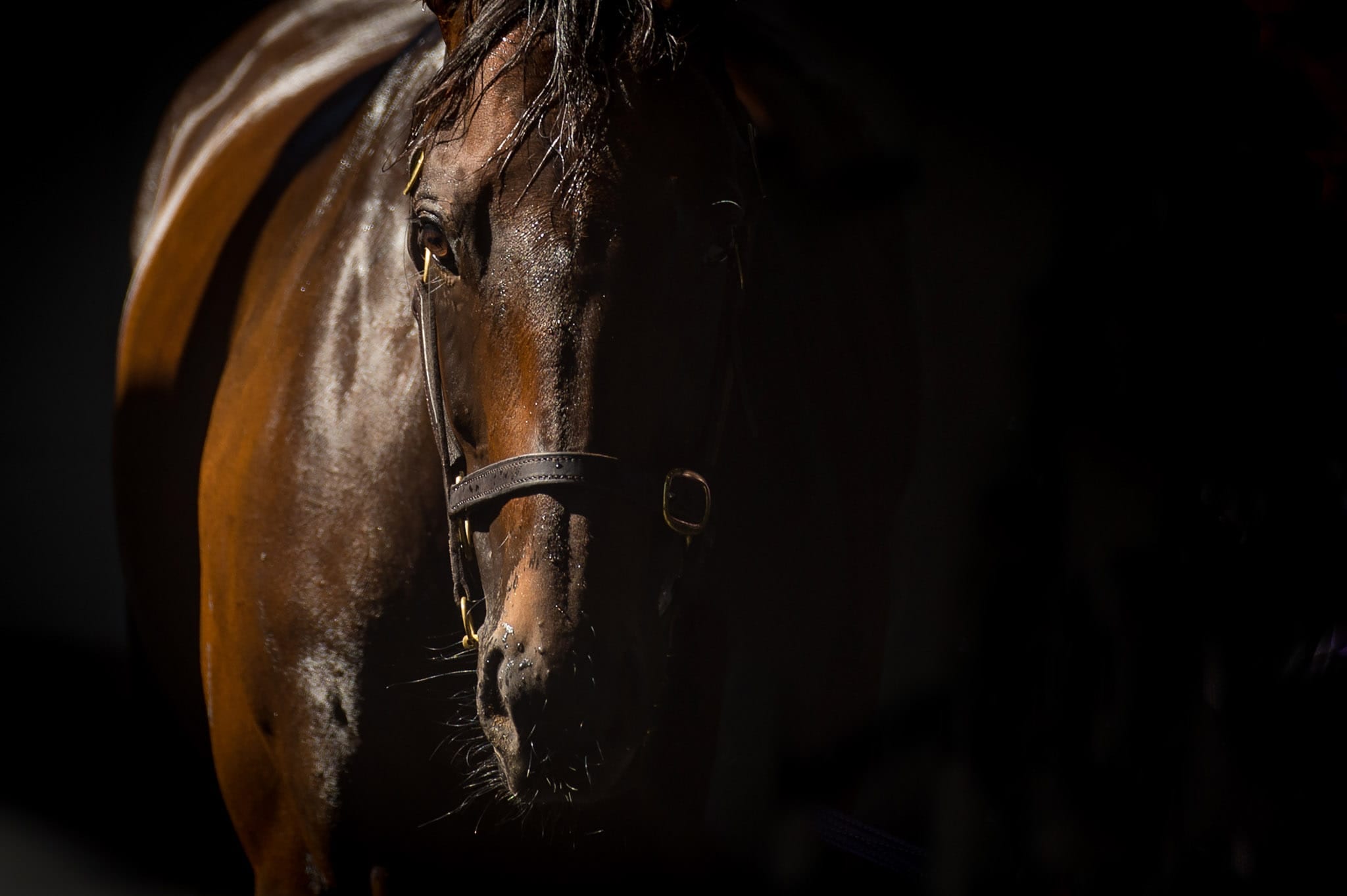 Winx Color Portrait III — equine photograph by Sharon Lee Chapman