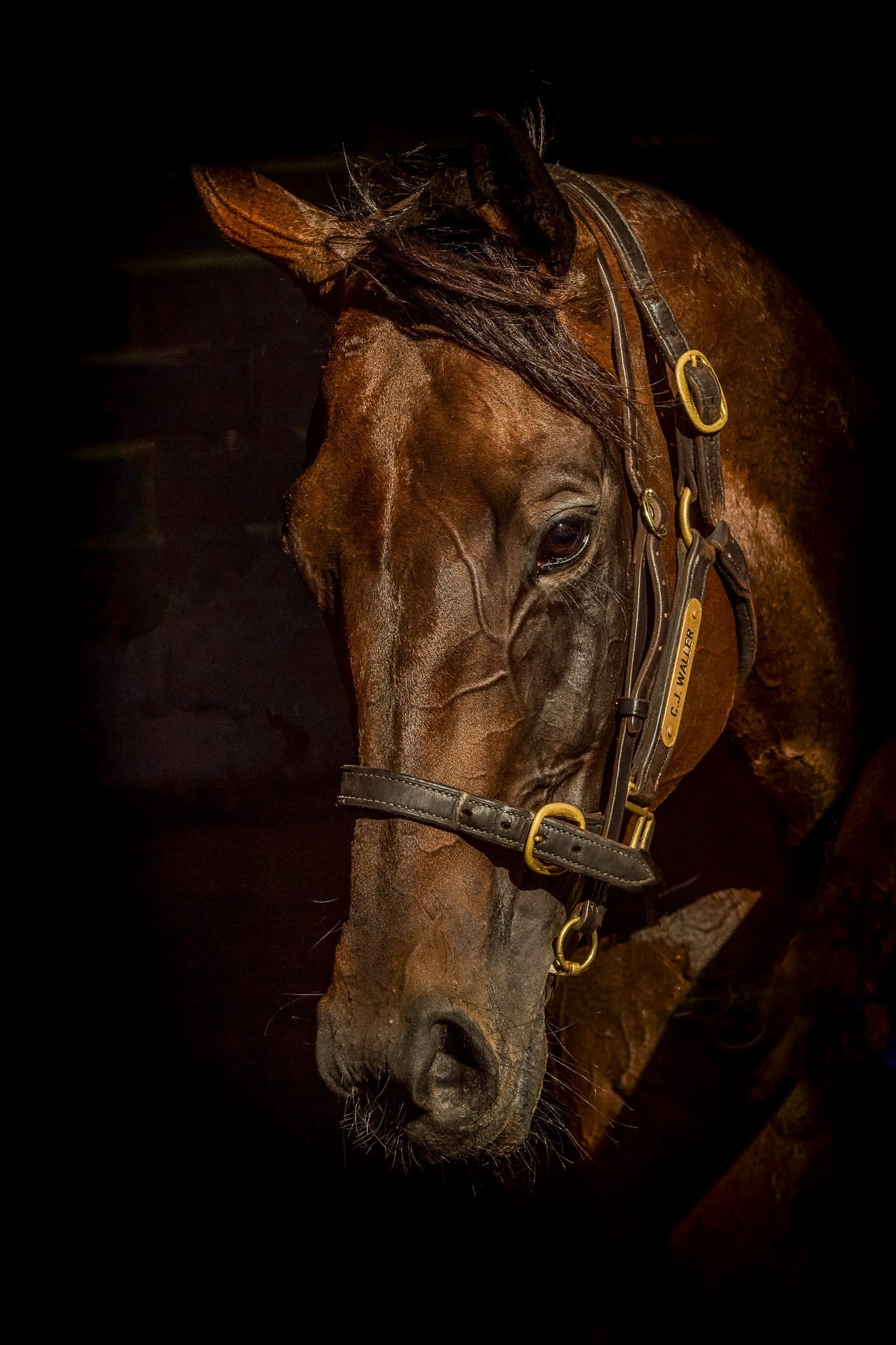 Winx Color Portrait IV — equine photograph by Sharon Lee Chapman