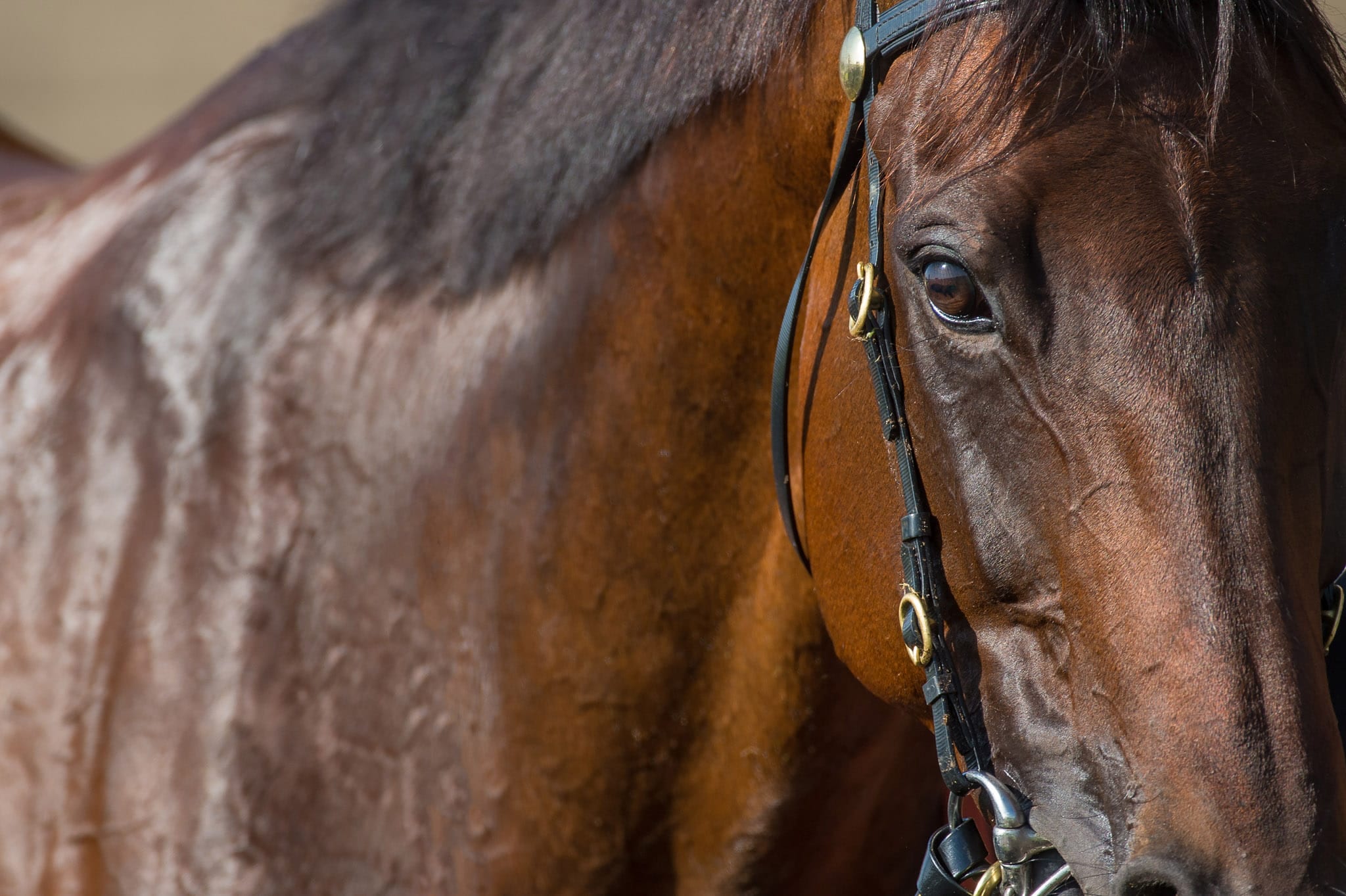 Winx Color Portrait V — equine photograph by Sharon Lee Chapman