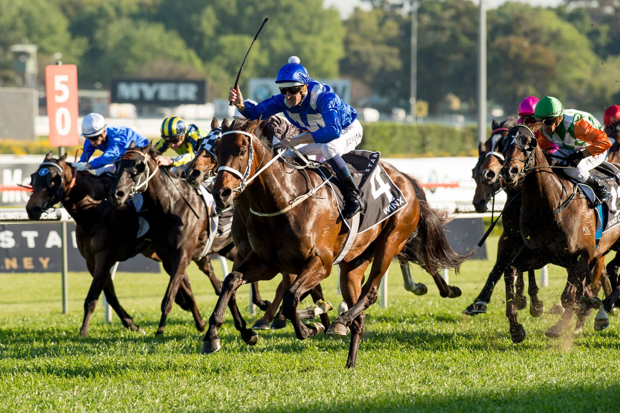 Winx, Epsom I — equine photograph by Sharon Lee Chapman