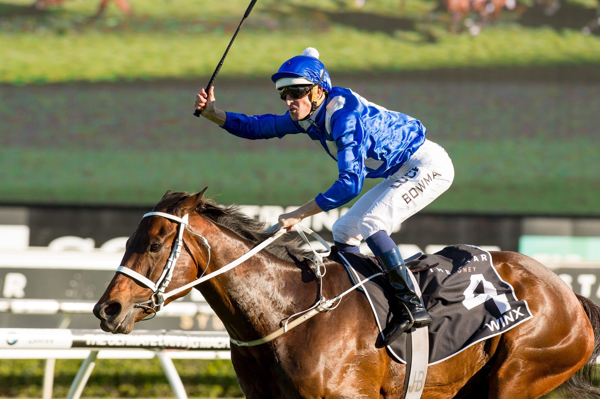 Winx, Epsom III — Winx Series photograph by Sharon Lee Chapman