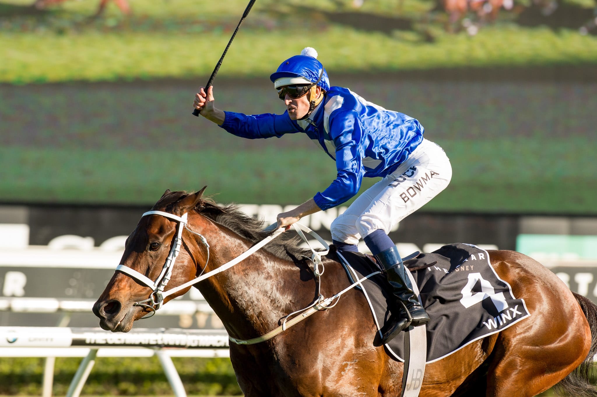 Winx, Epsom III — equine photograph by Sharon Lee Chapman